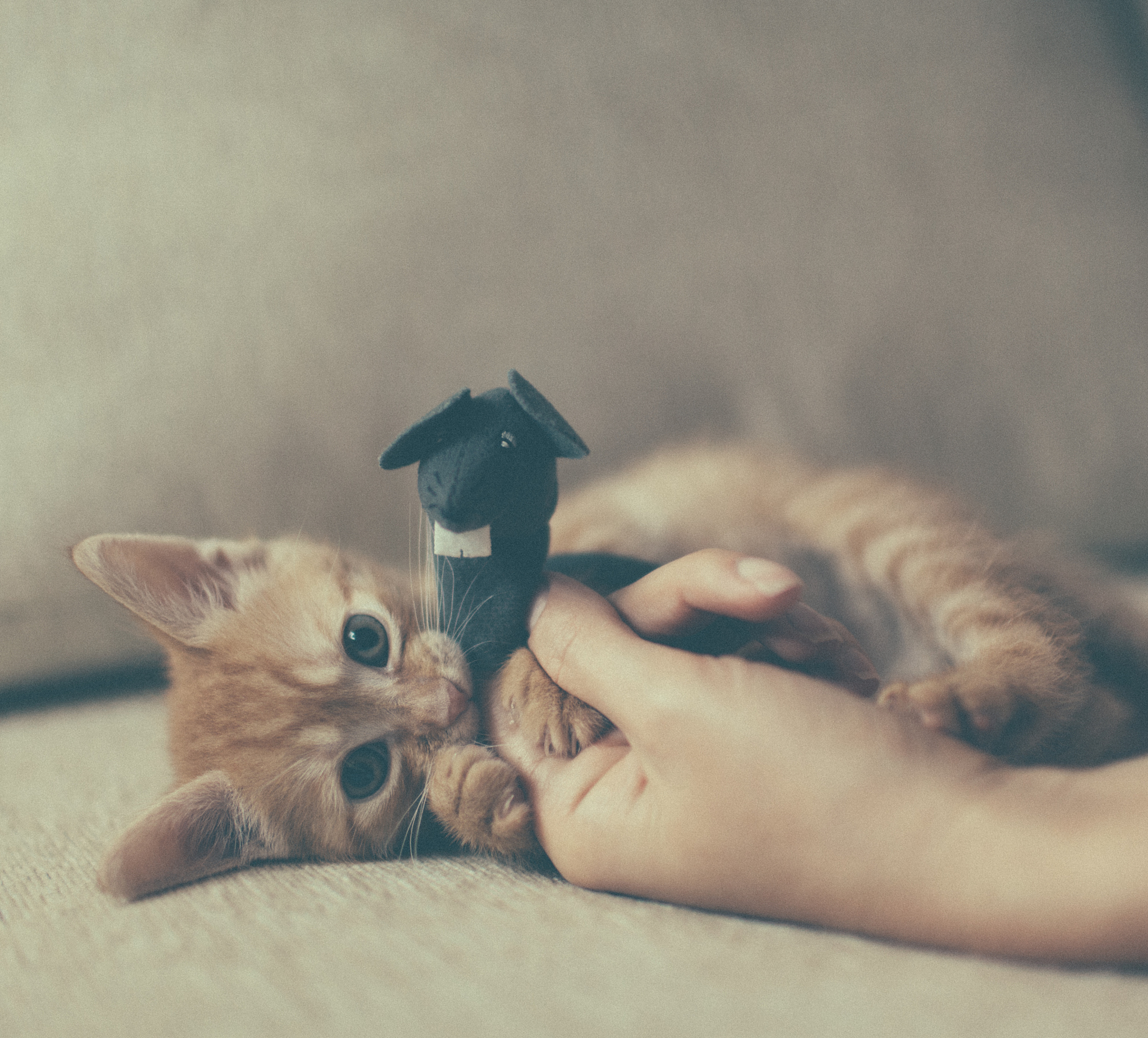 猫咪失恋心声：关于爱情的遗憾与祝福