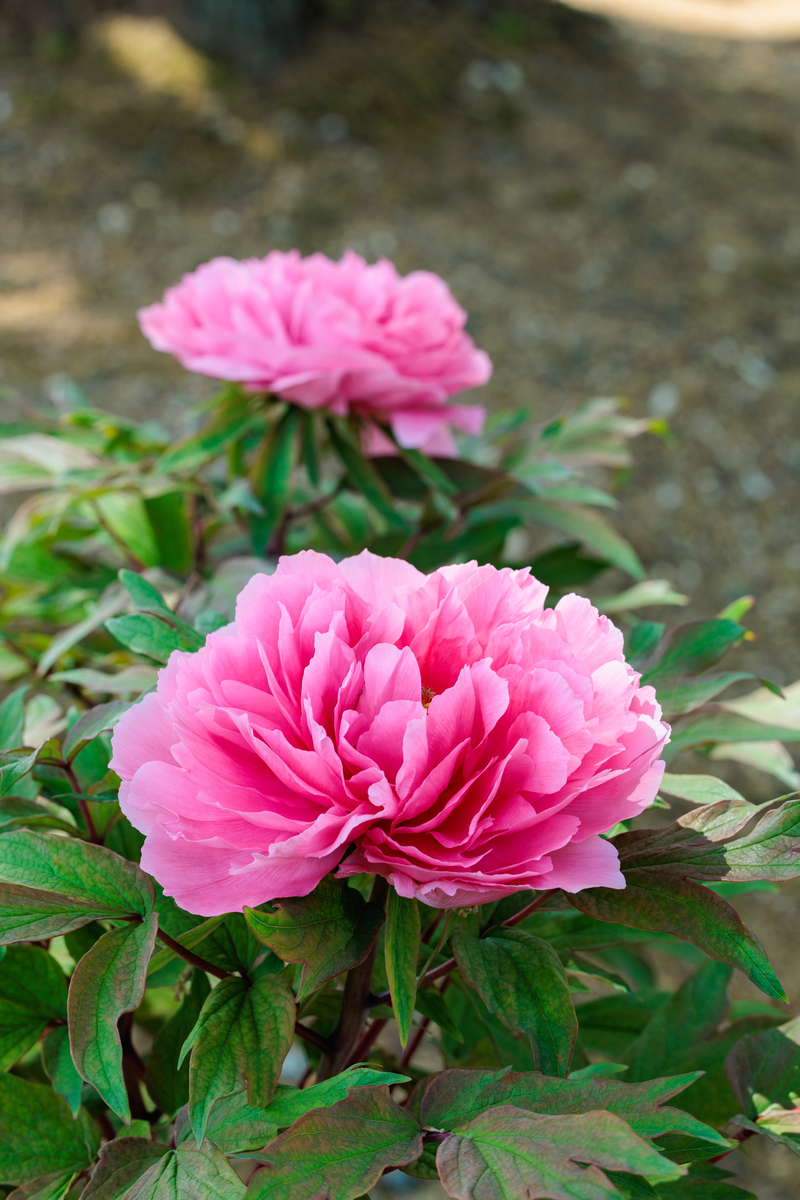 请帮我写1篇不少于800汉字的博客文章语言要幽默接地气。主题是：品种最好的牡丹是哪种最受欢迎的牡丹排名