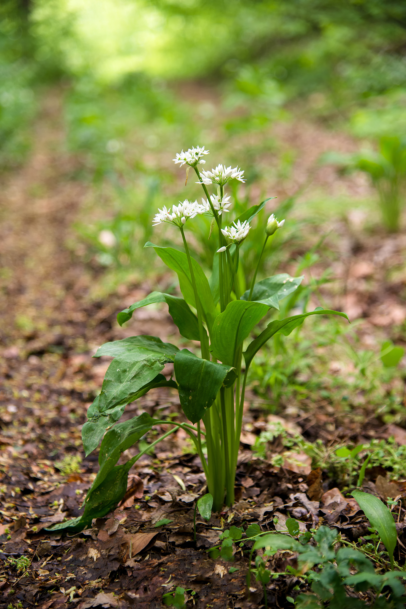 flowering ramson, allium ursinum. blooming wild garlic plants in
