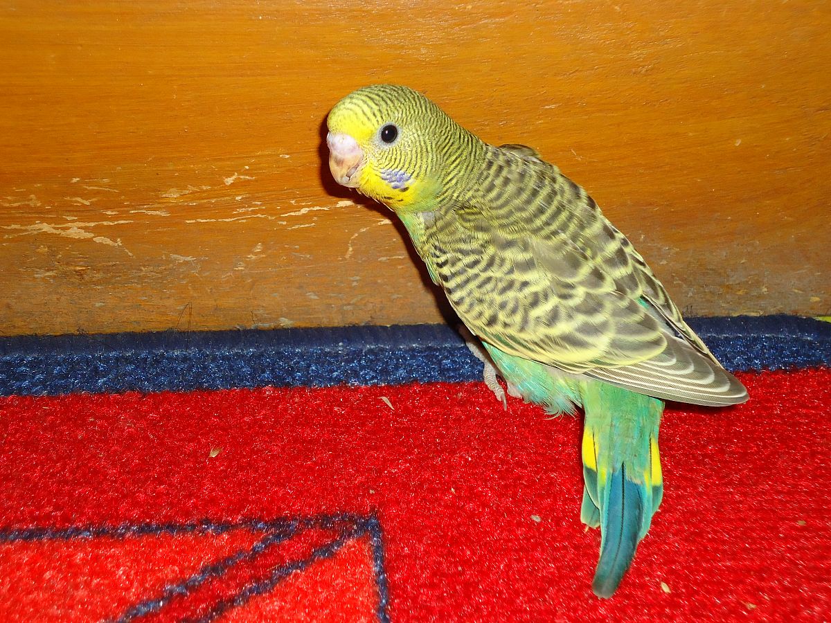 虎皮鹦鹉 写一篇300字小学作文