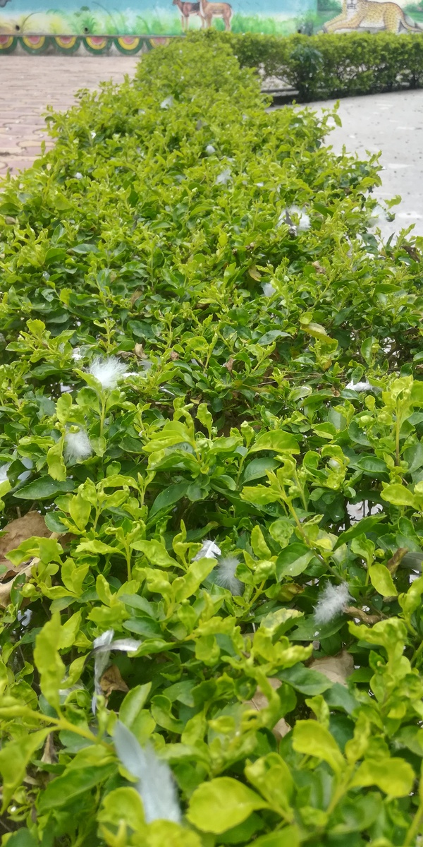 金银花种植：开花 vs 不开花，哪种适合你？