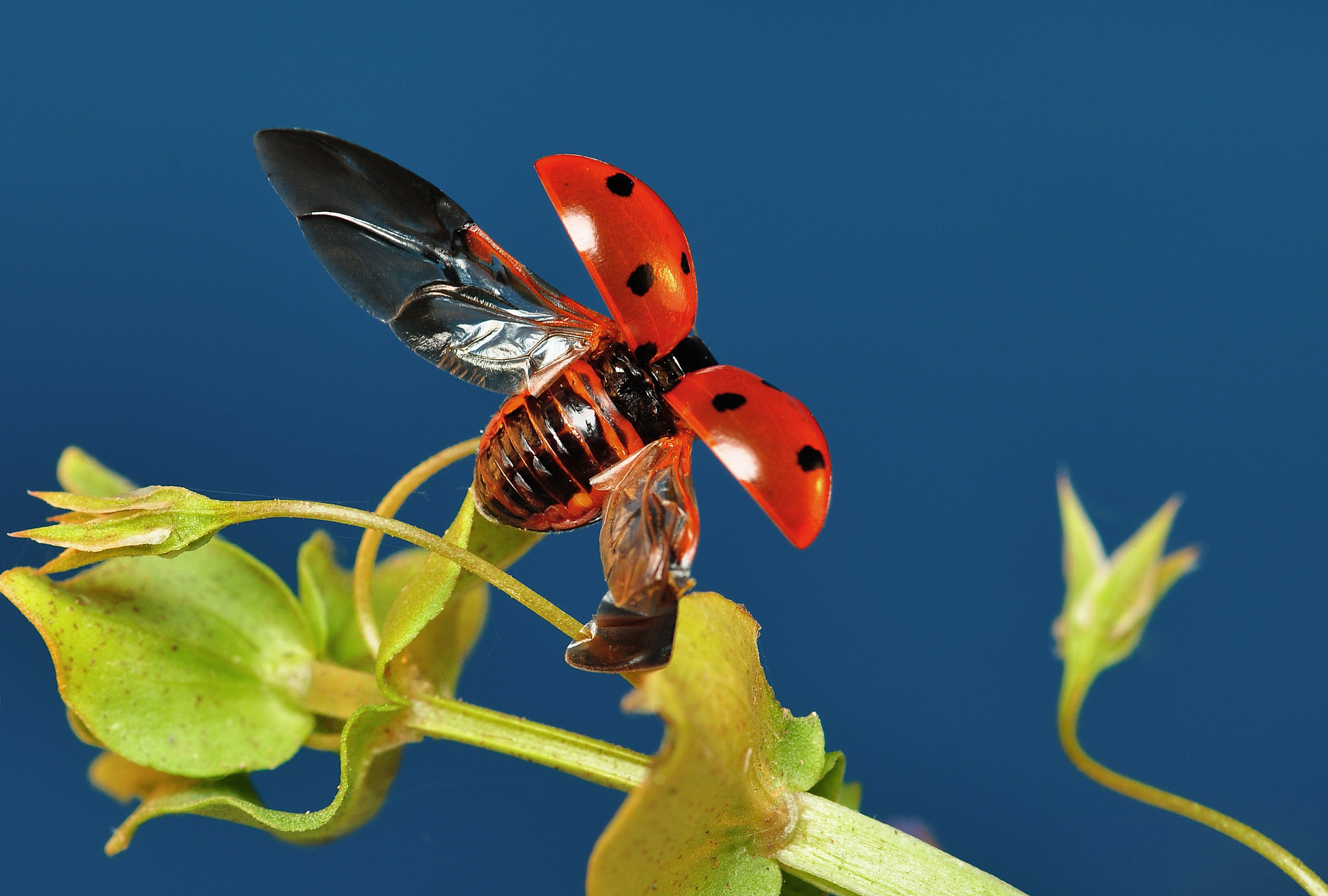ladybug