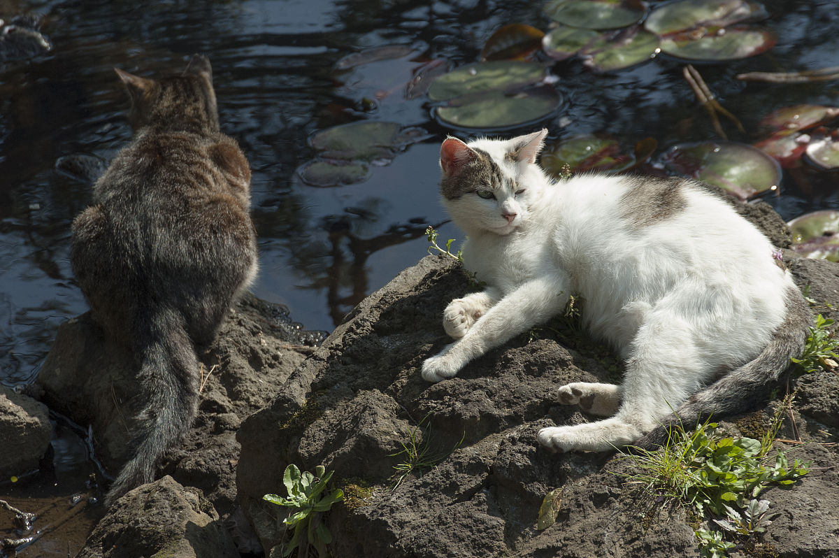 人和猫：相似之处与不同之处 - 探索人类与猫的奇妙关系