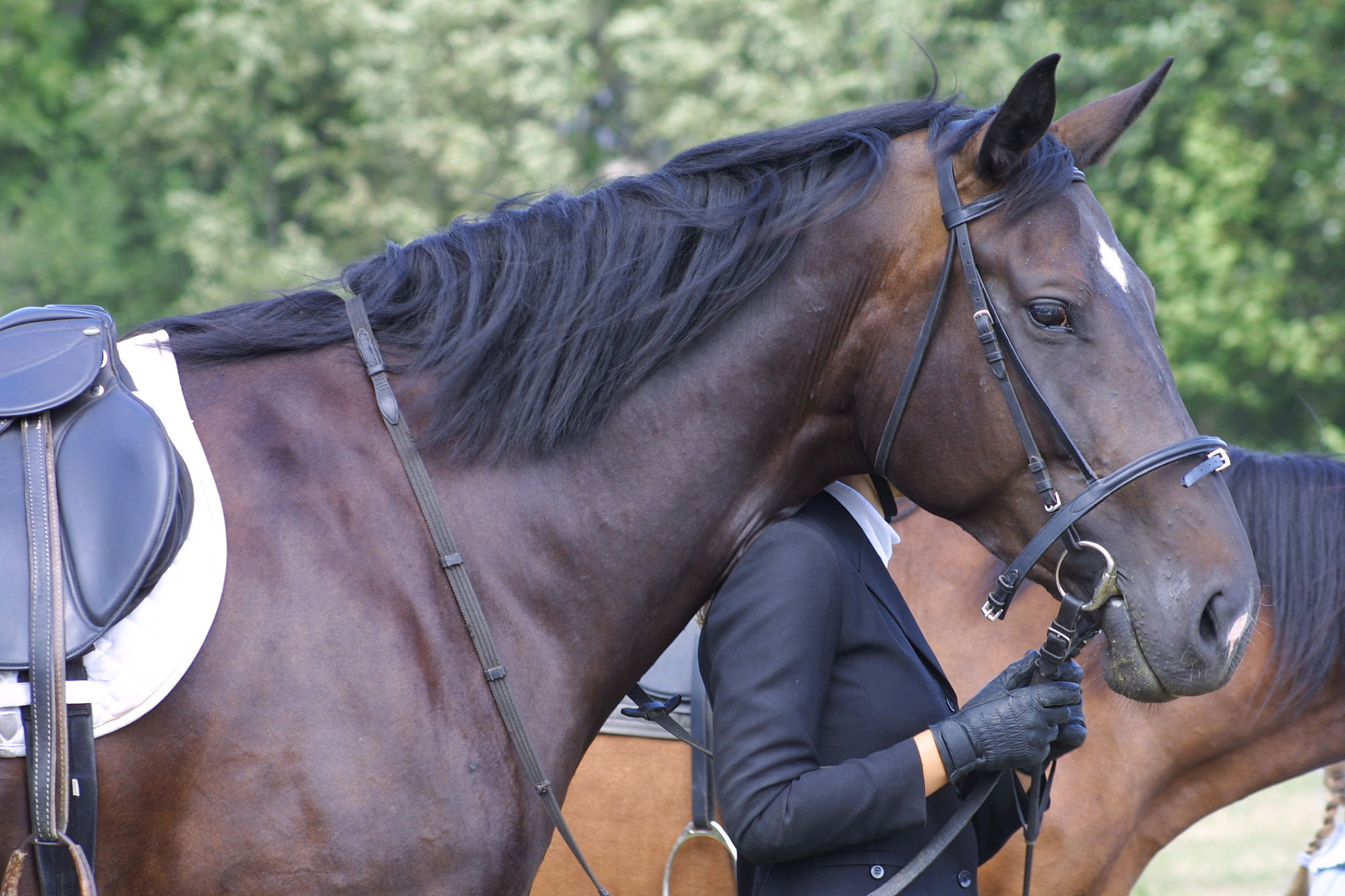 horse