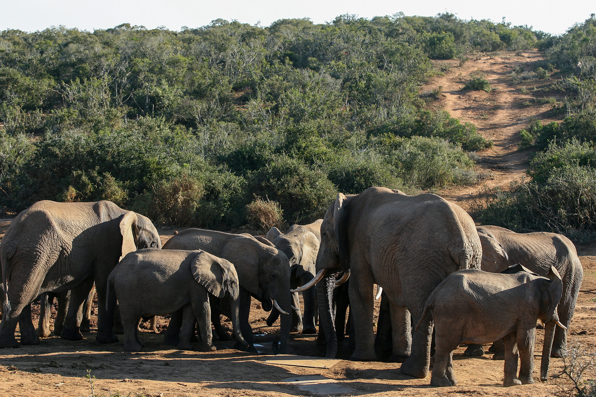 a herd of elephant at a watering hole in the addo national park.