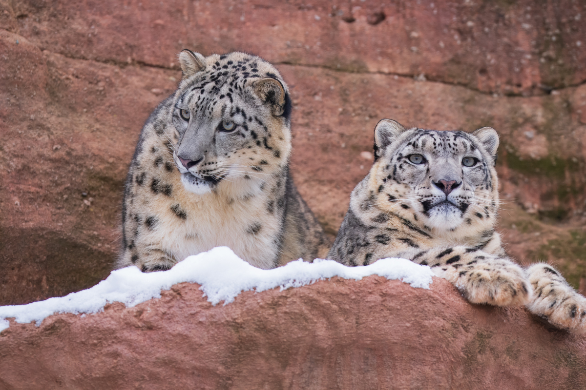 猫科动物分类：12种猫科动物的特征与识别