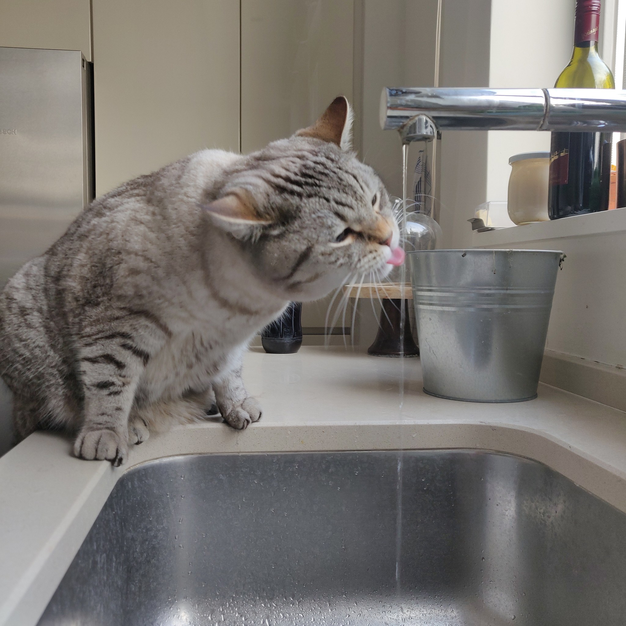 猫能不能喝矿泉水