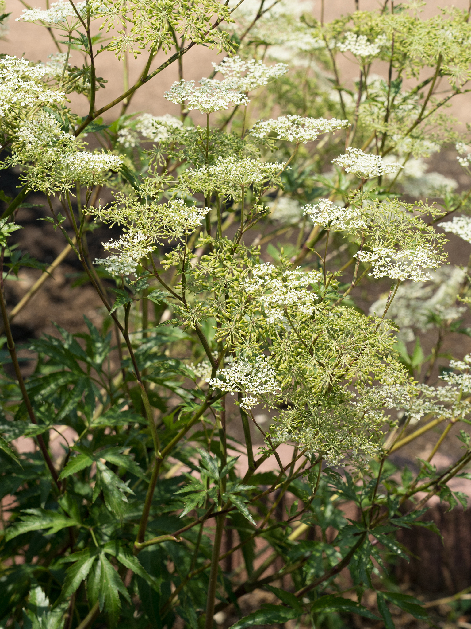 四川中医药高等专科学校五年制大专助产专业前景好不好
