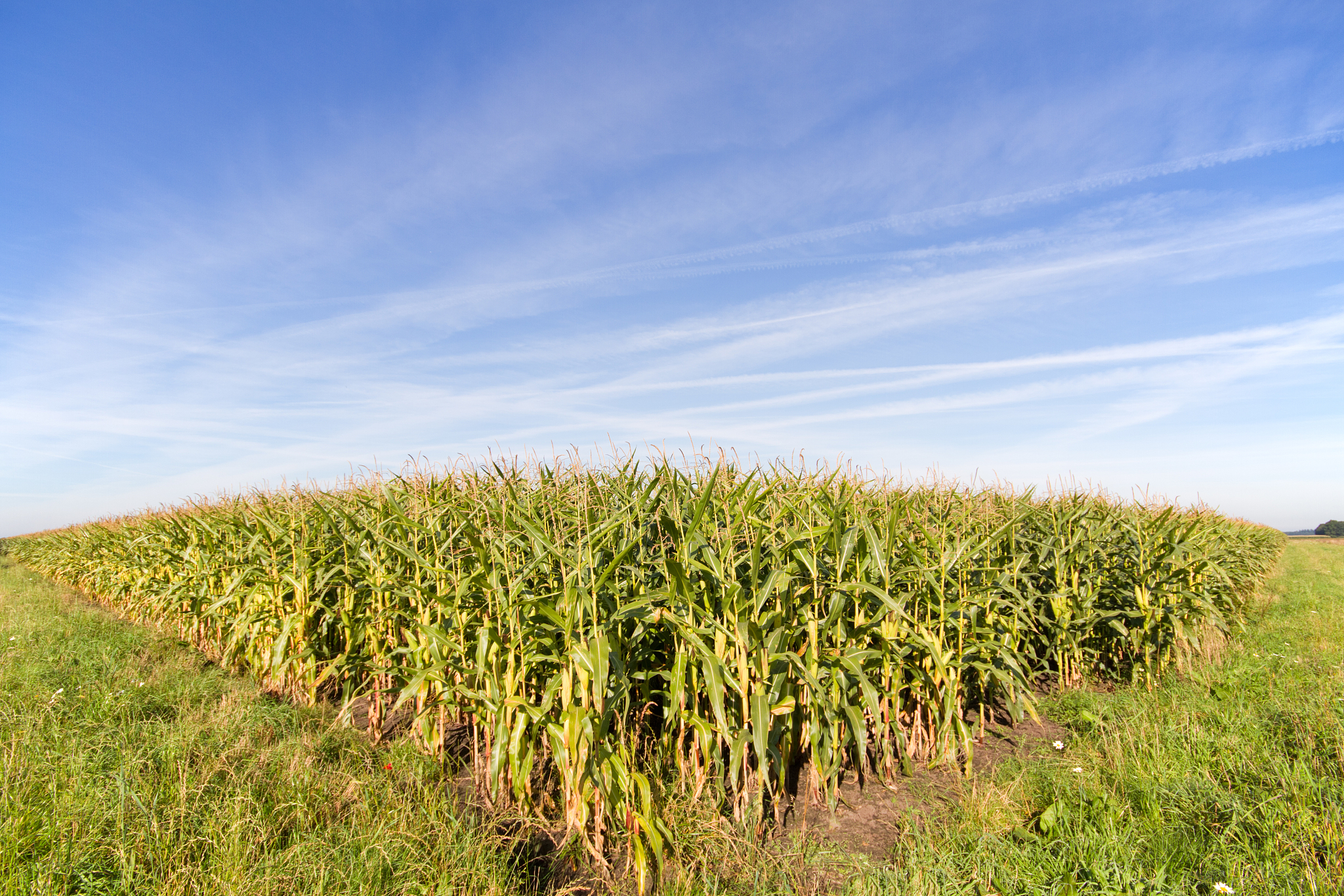 曲靖市农业学校2019年全日制五年制专科招生对象 - 报考条件及发展方向