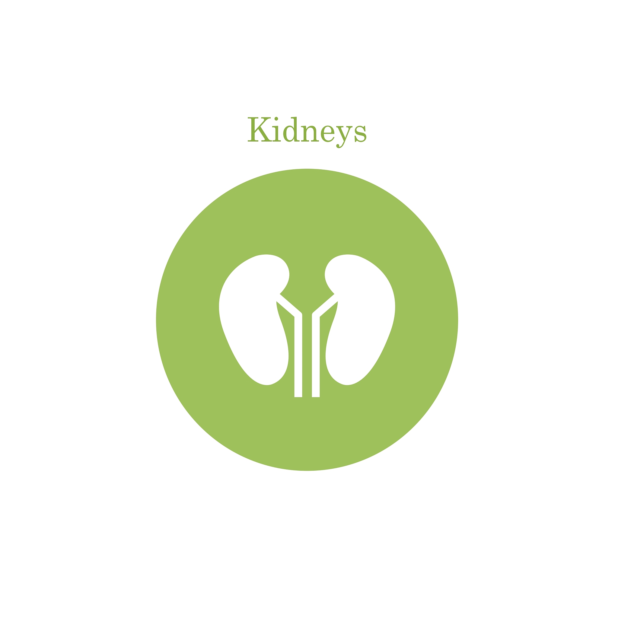 kidney icon