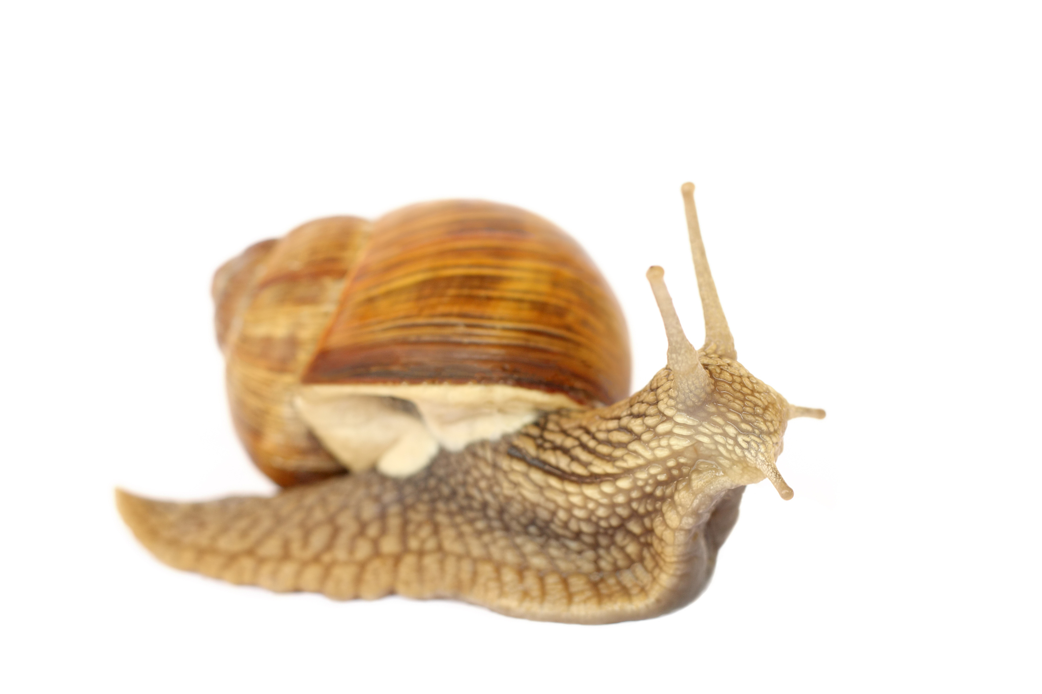 环节动物的运动器官：体节和腹足详解