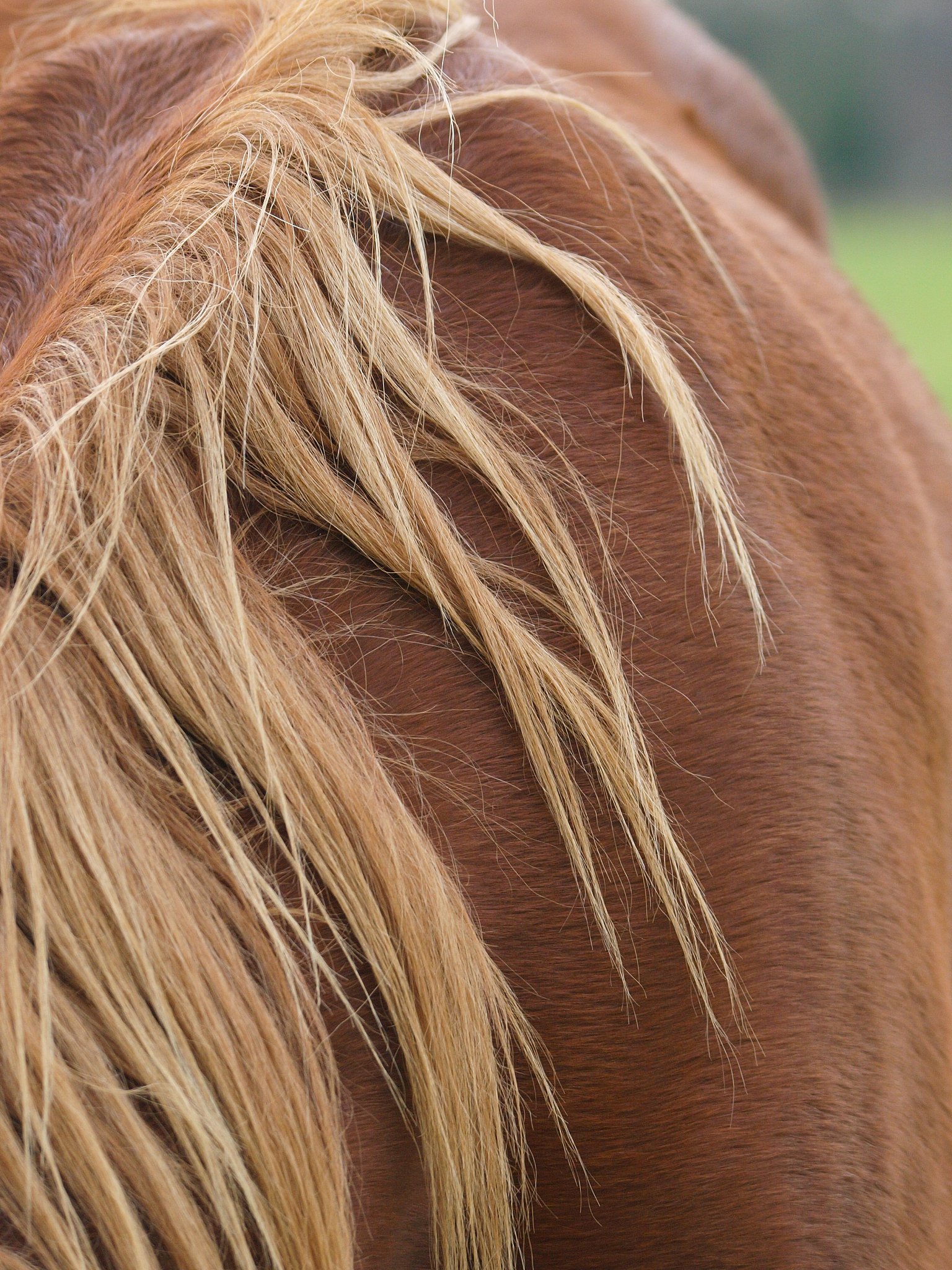 horse abstract