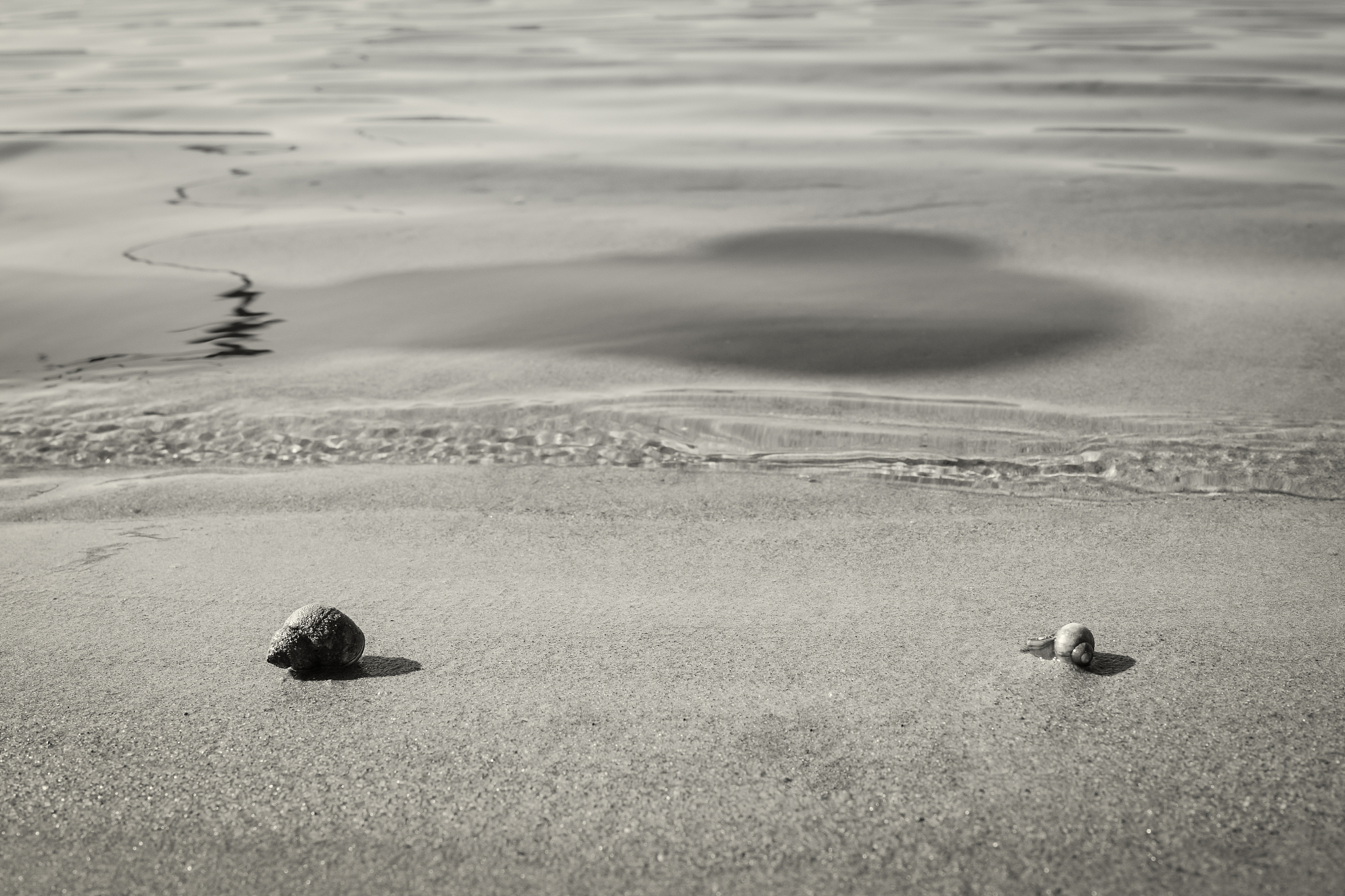 river seashells.this fragile world.