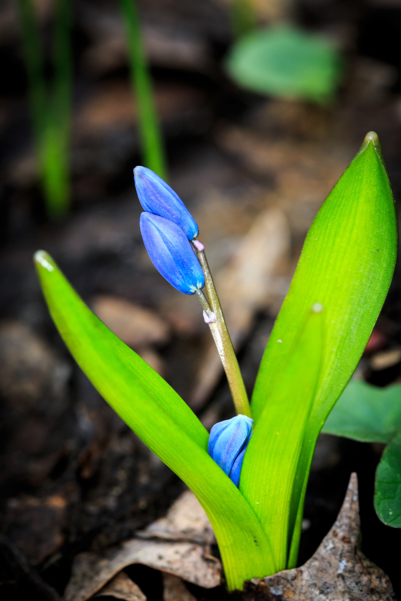 blue spring wild flowers