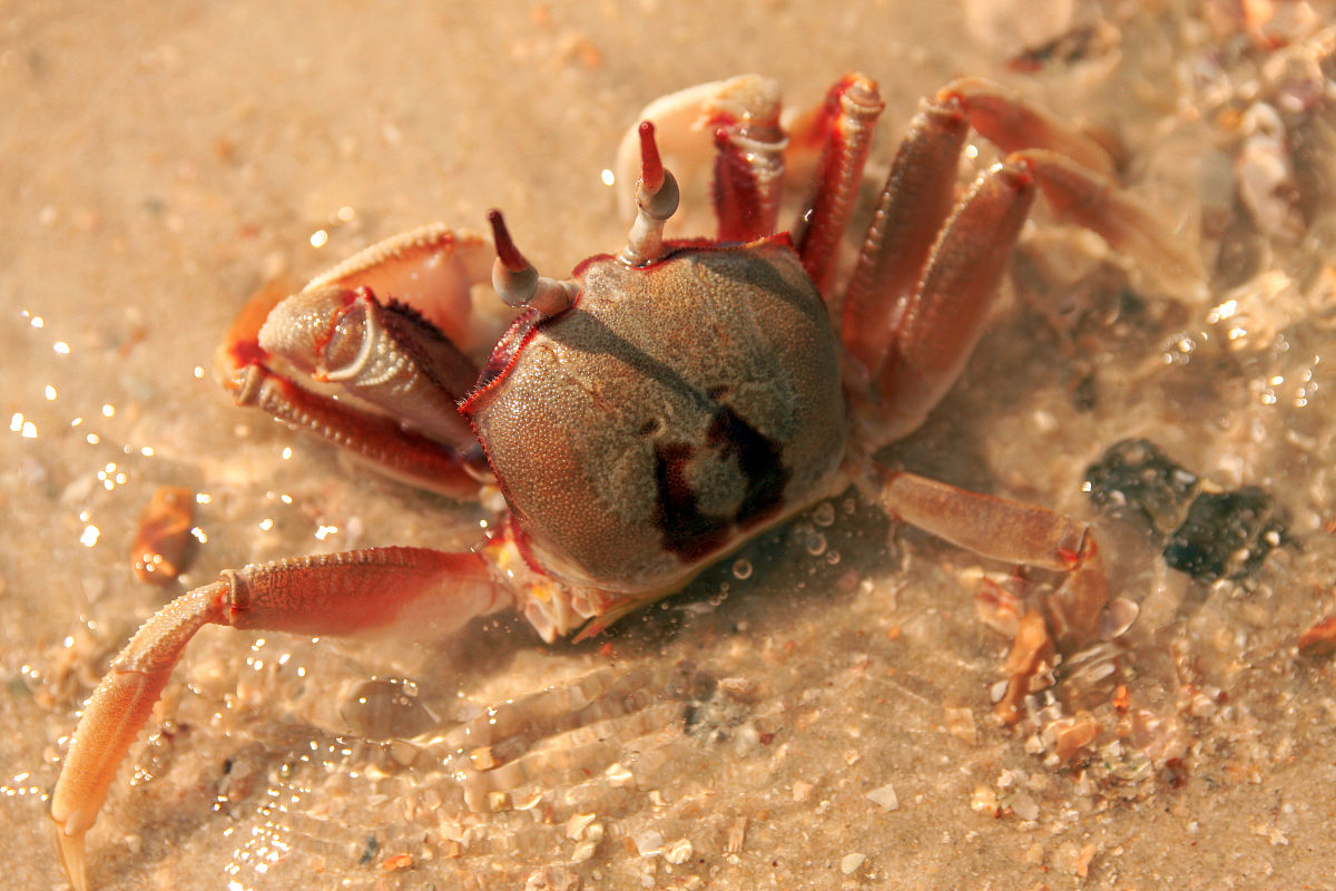 中华绒螯蟹保活贮藏条件对生理代谢和品质的影响研究