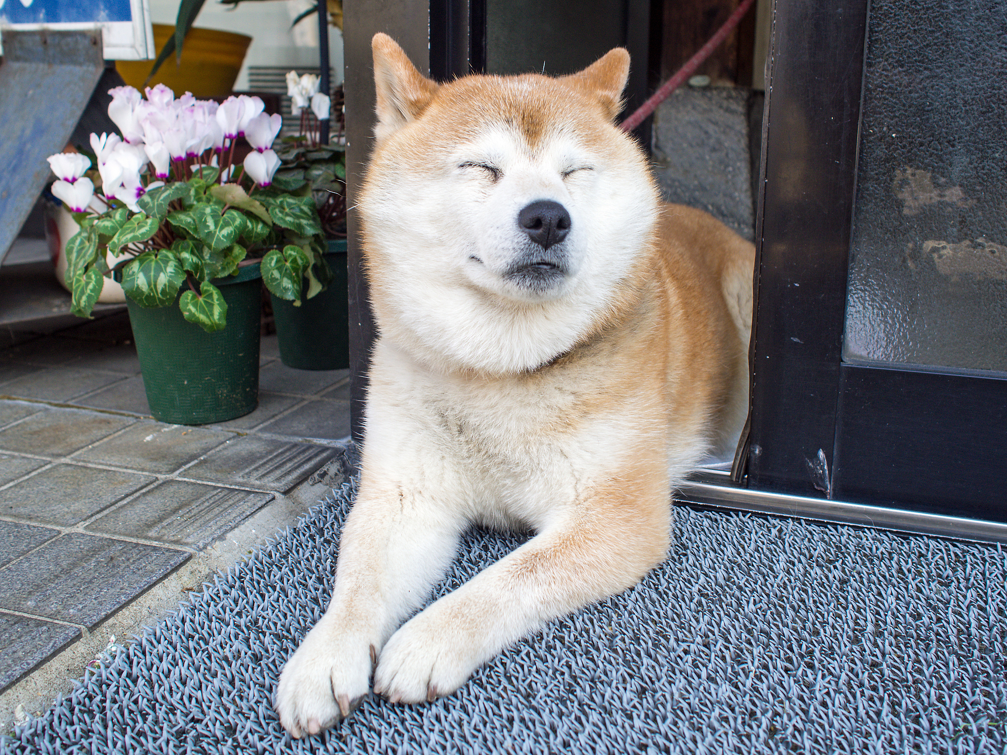 忠犬八公的故事 英版 剧情分段