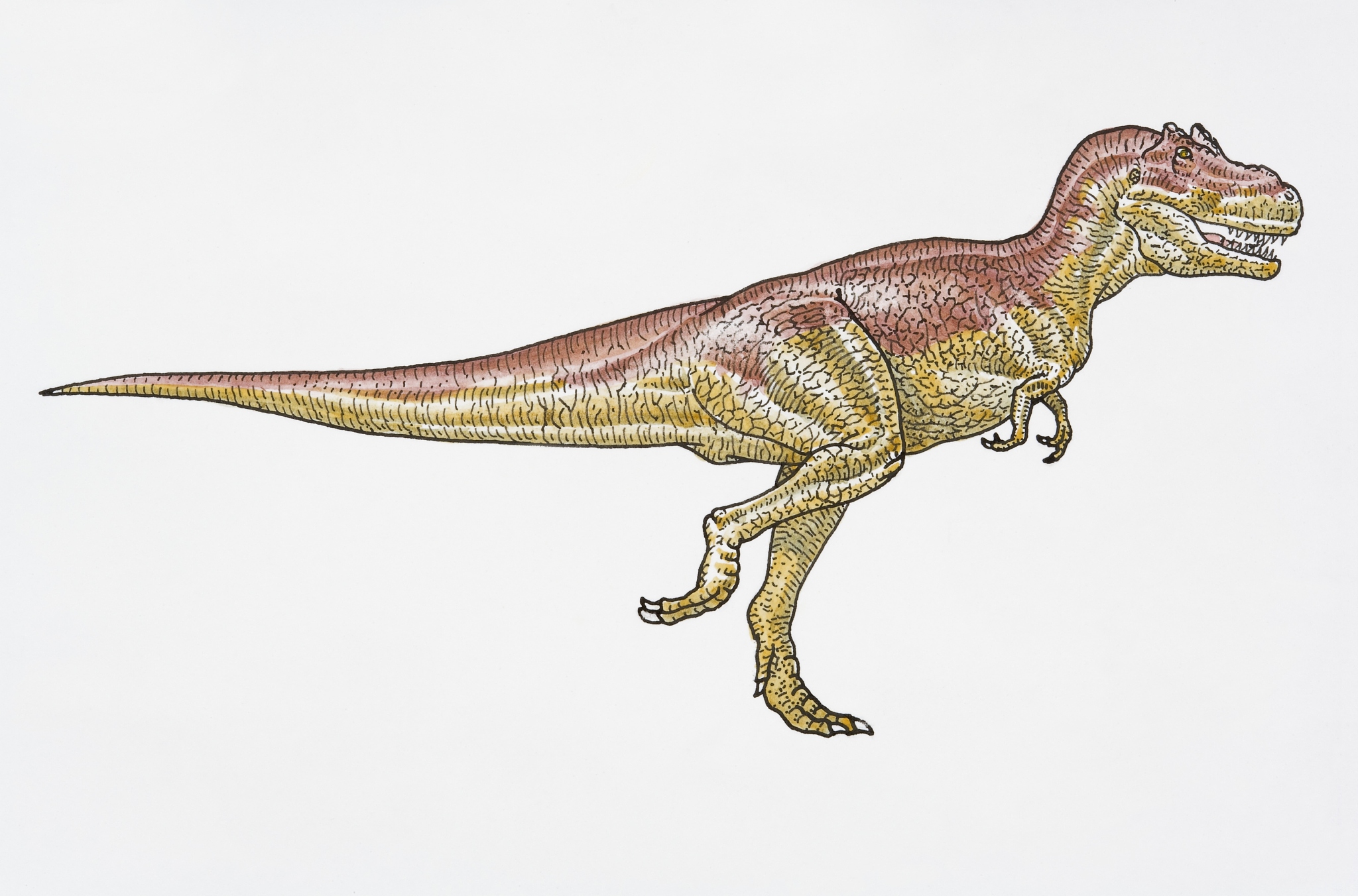 illustration of theropod tarbosaurus dinosaur