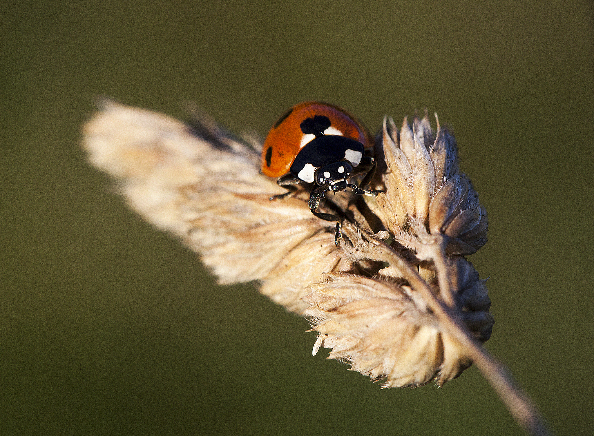 macro picture of ladybird