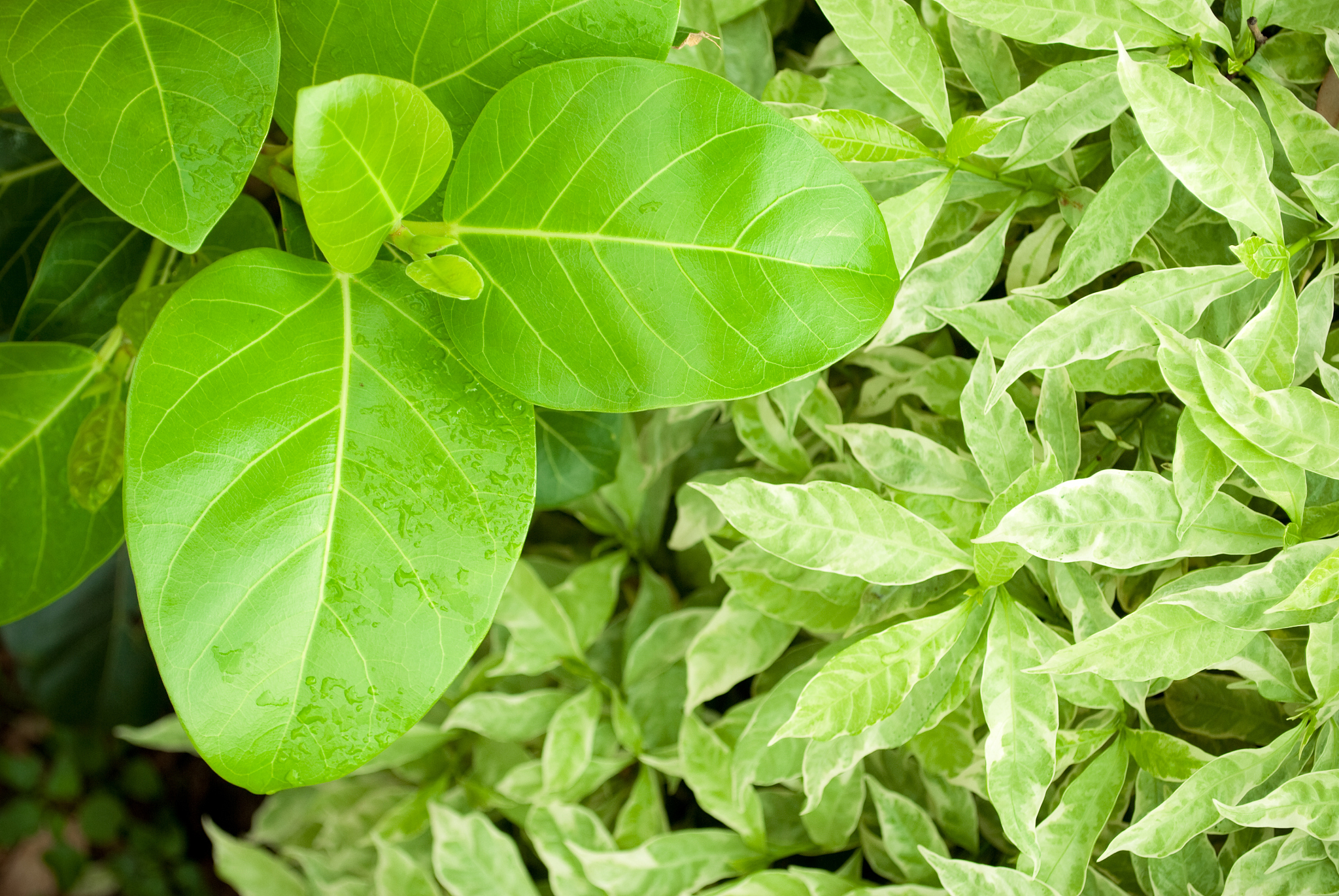 green leaf