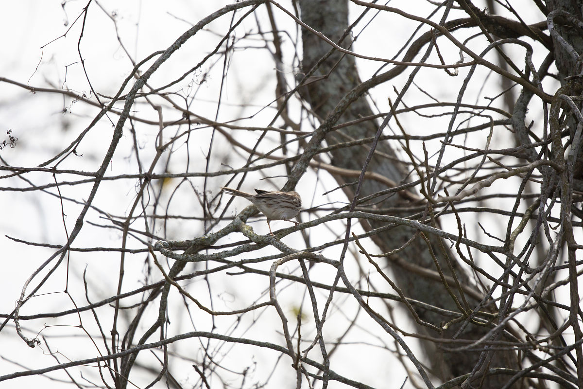 小学二年级语文《树之歌》识字教学微课：生动有趣，轻松掌握