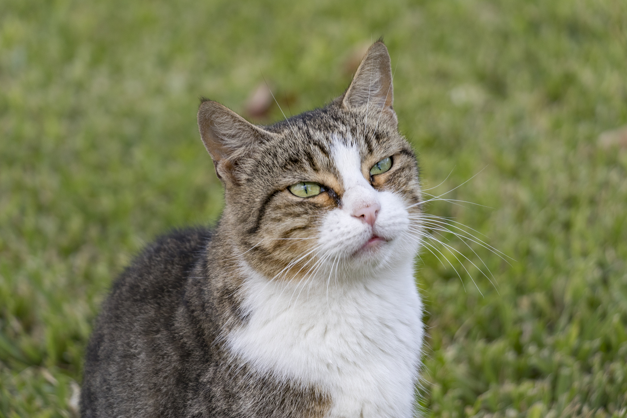 猫咪吐绿色东西怎么办？原因分析及应对措施