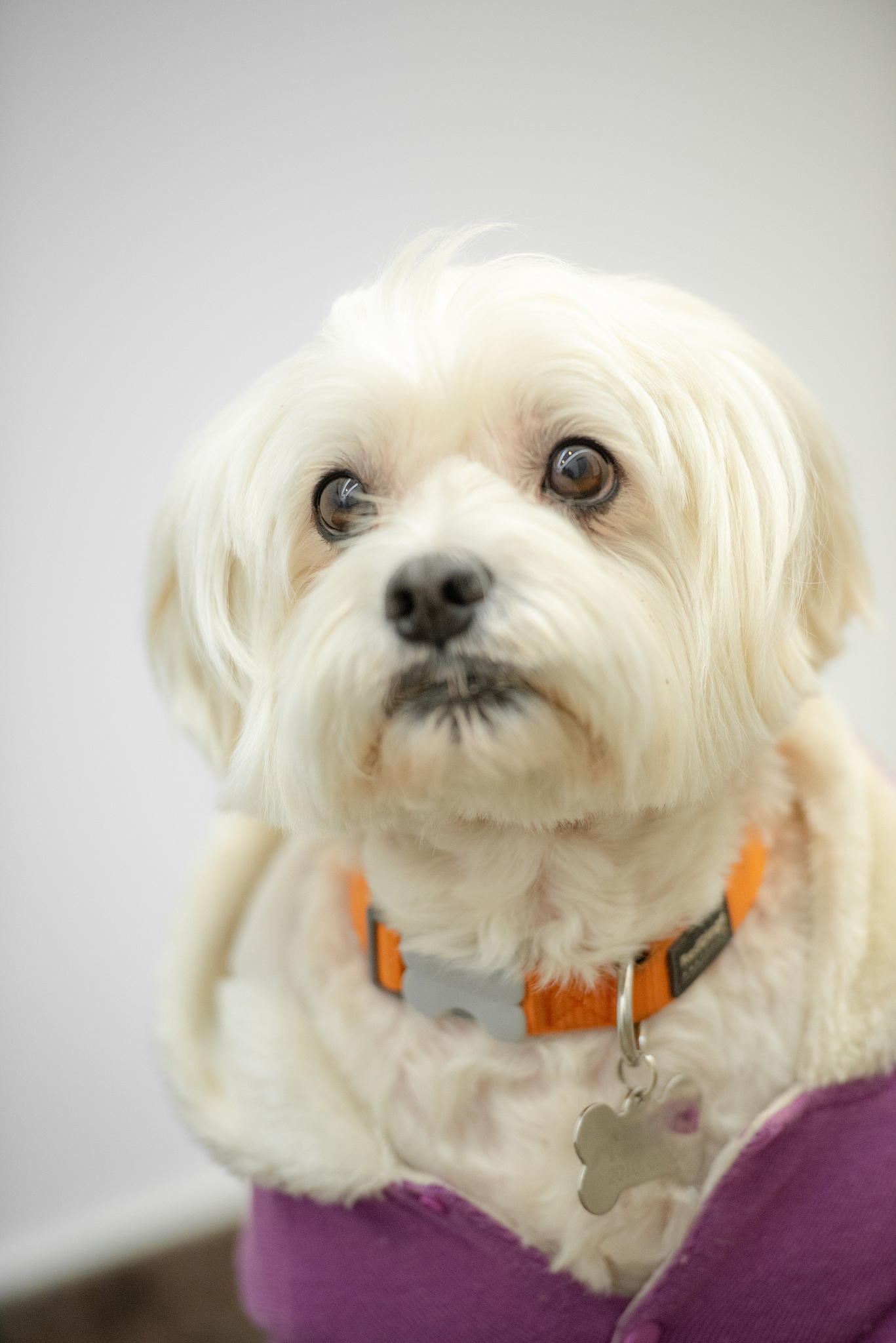 河南农业职业学院宠物养护与驯导专业就业前景