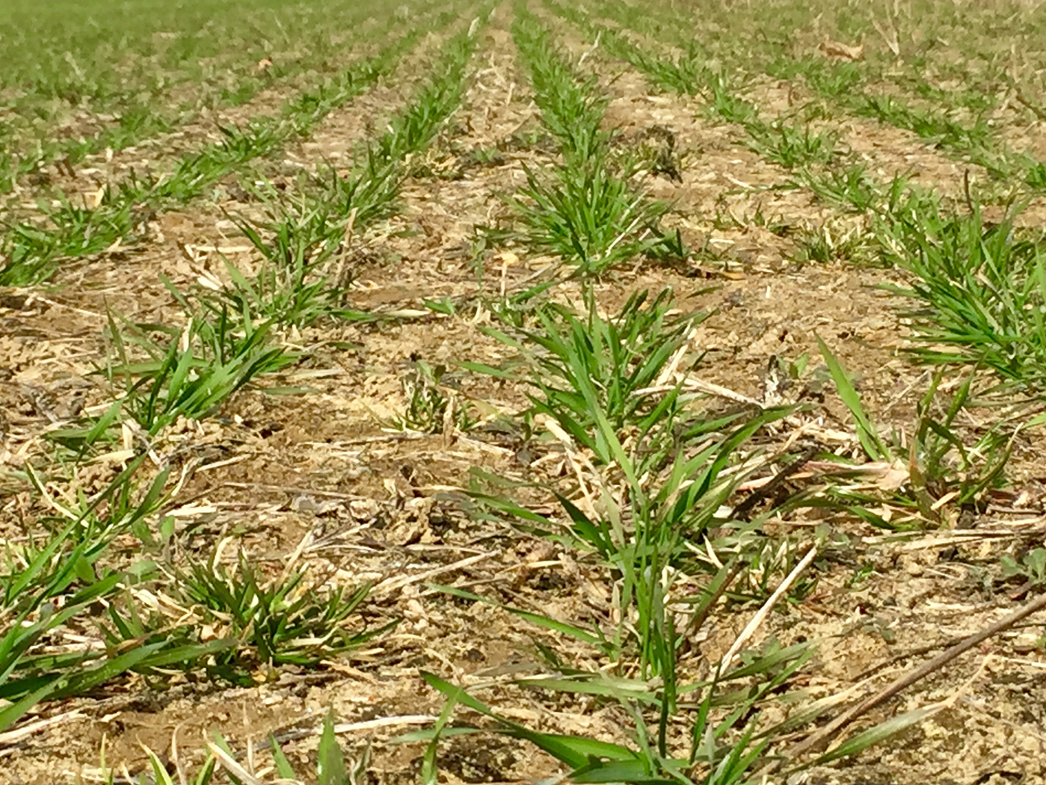 小麦赤霉病防治研究进展：从种植技术到人工智能识别