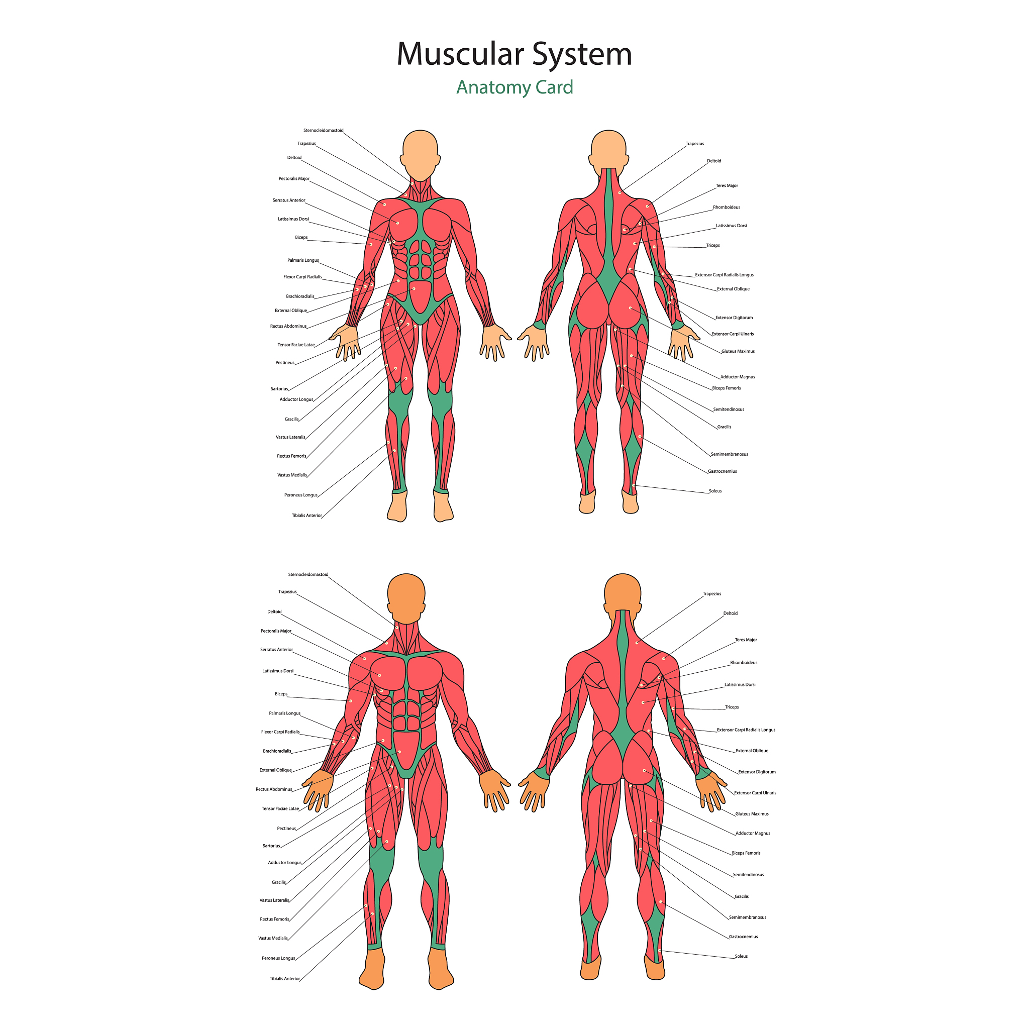 Stroke-Induced Hemiplegia Alters Muscle Coordination Patterns During Standing: A Weighted Recurrence Network Analysis