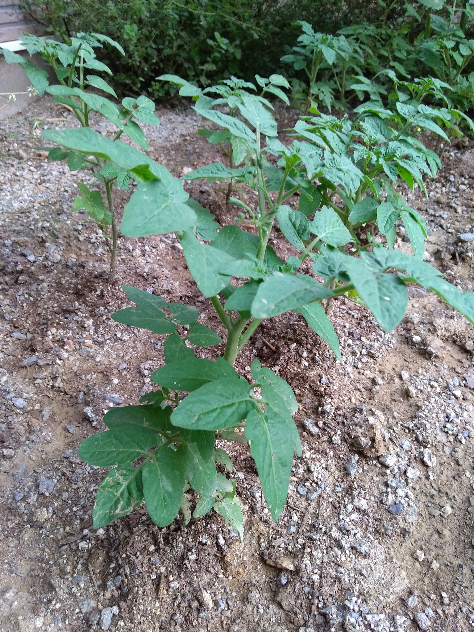 agricultural work