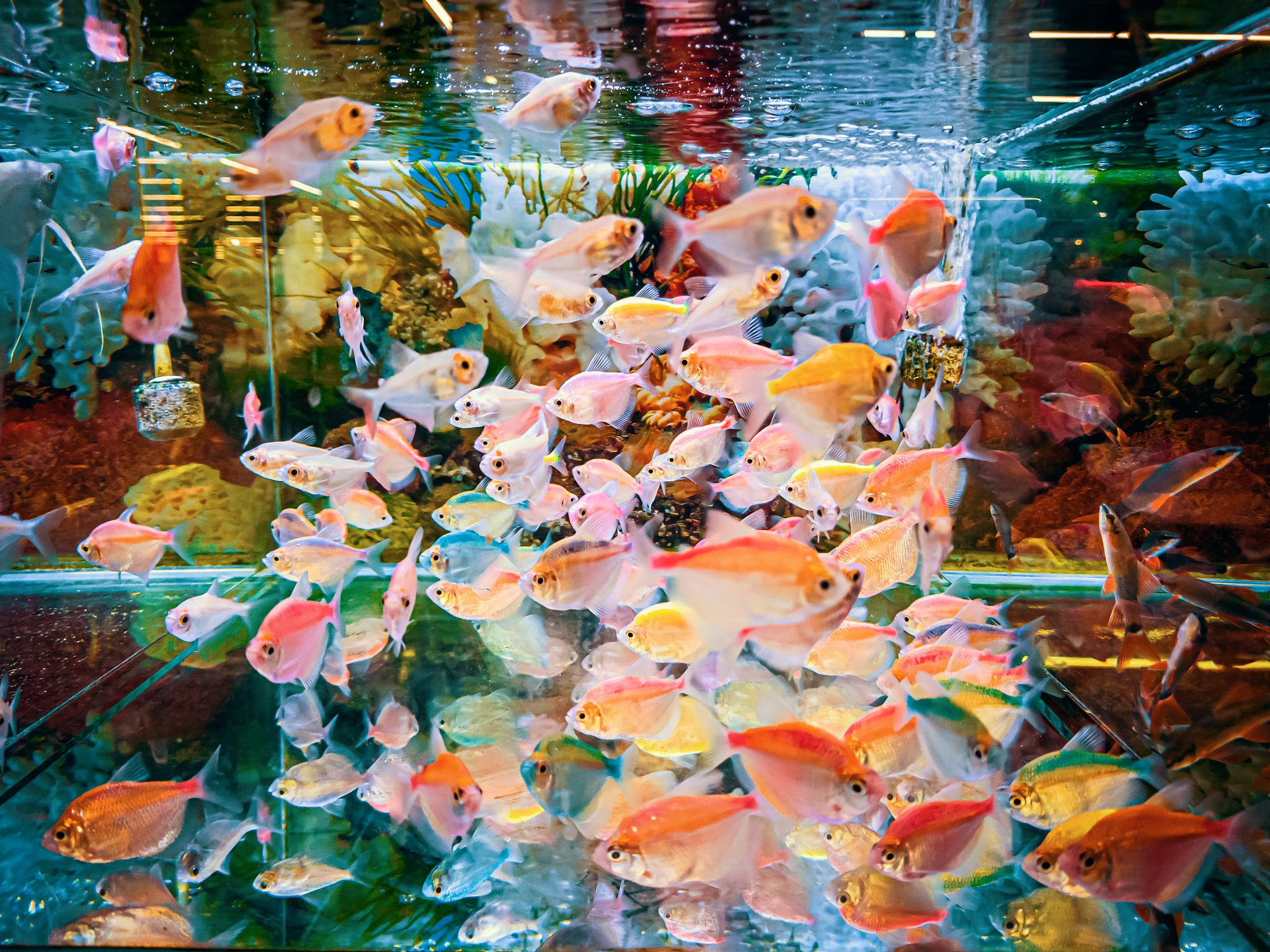 写一个 关于观赏鱼的抖音账号简介