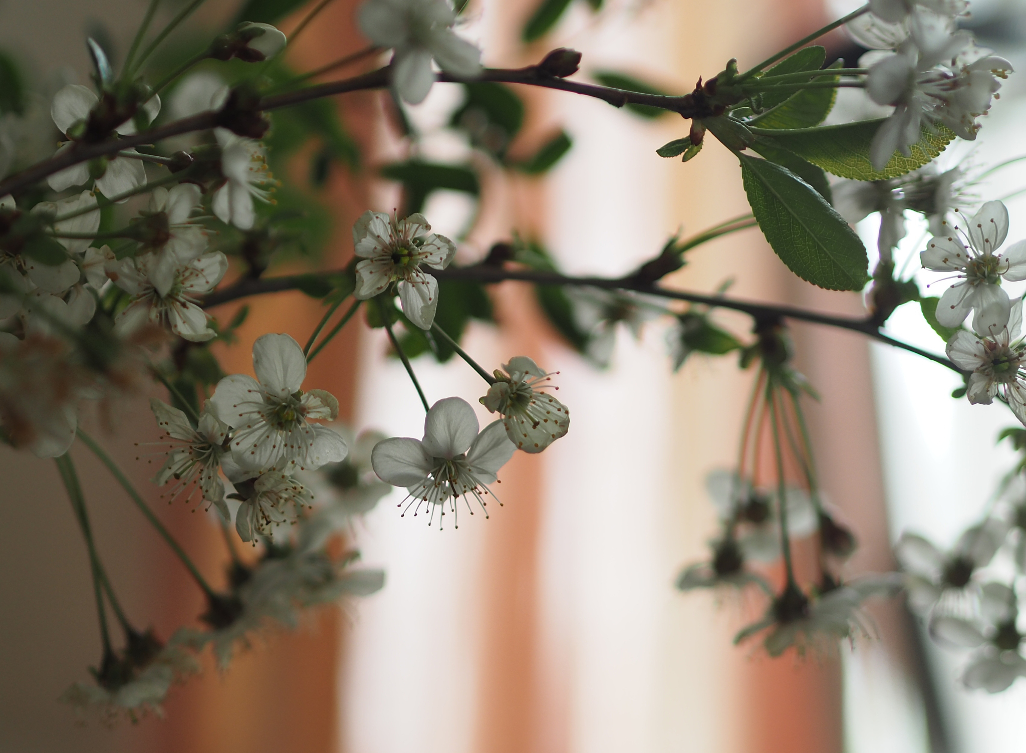 kirschblüte im licht