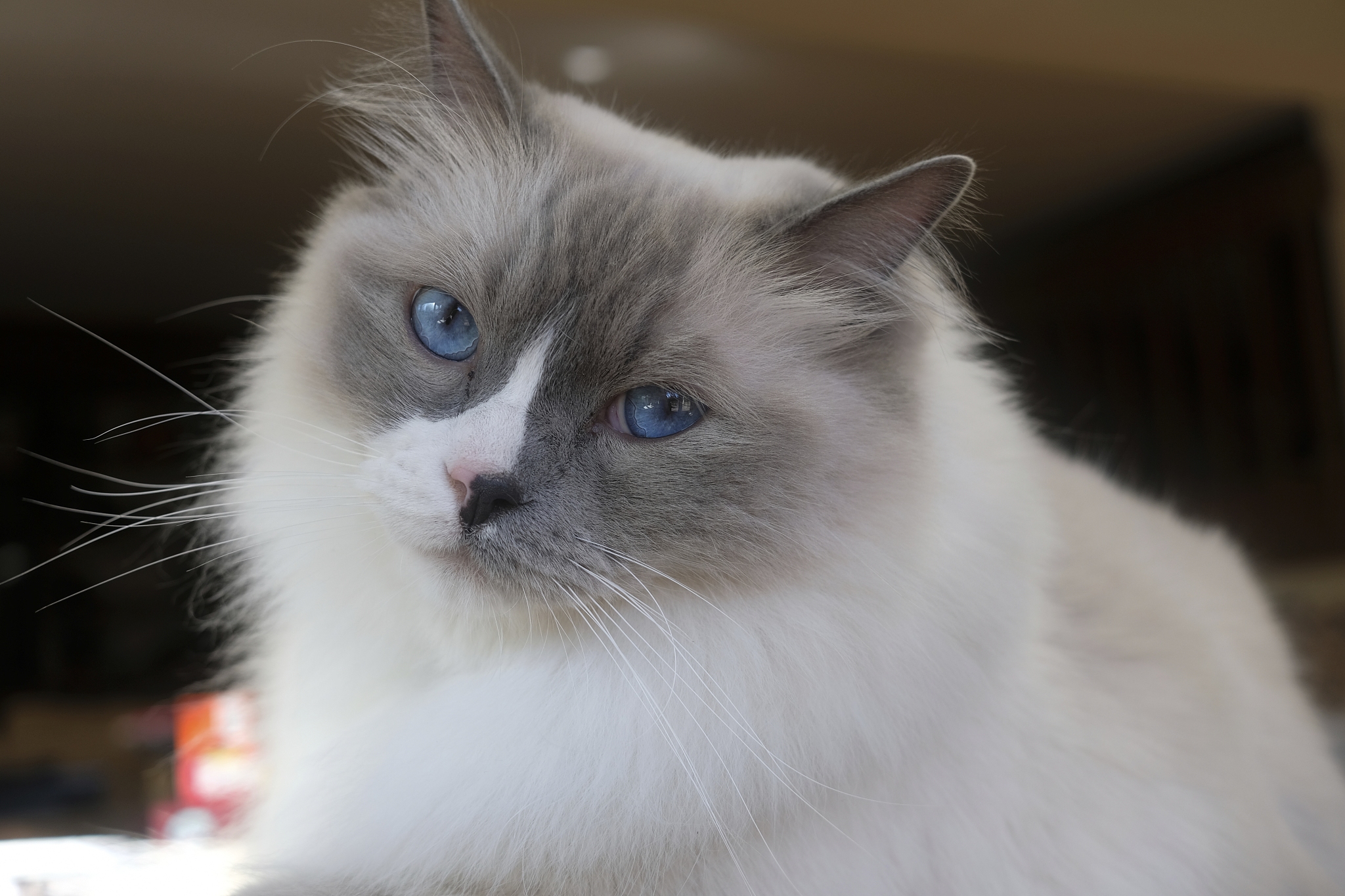 扮演一名宠物主人有一只布偶猫叫蘸糖一只蓝猫叫暴富写一篇1000字的日常逗猫文章并给出标题