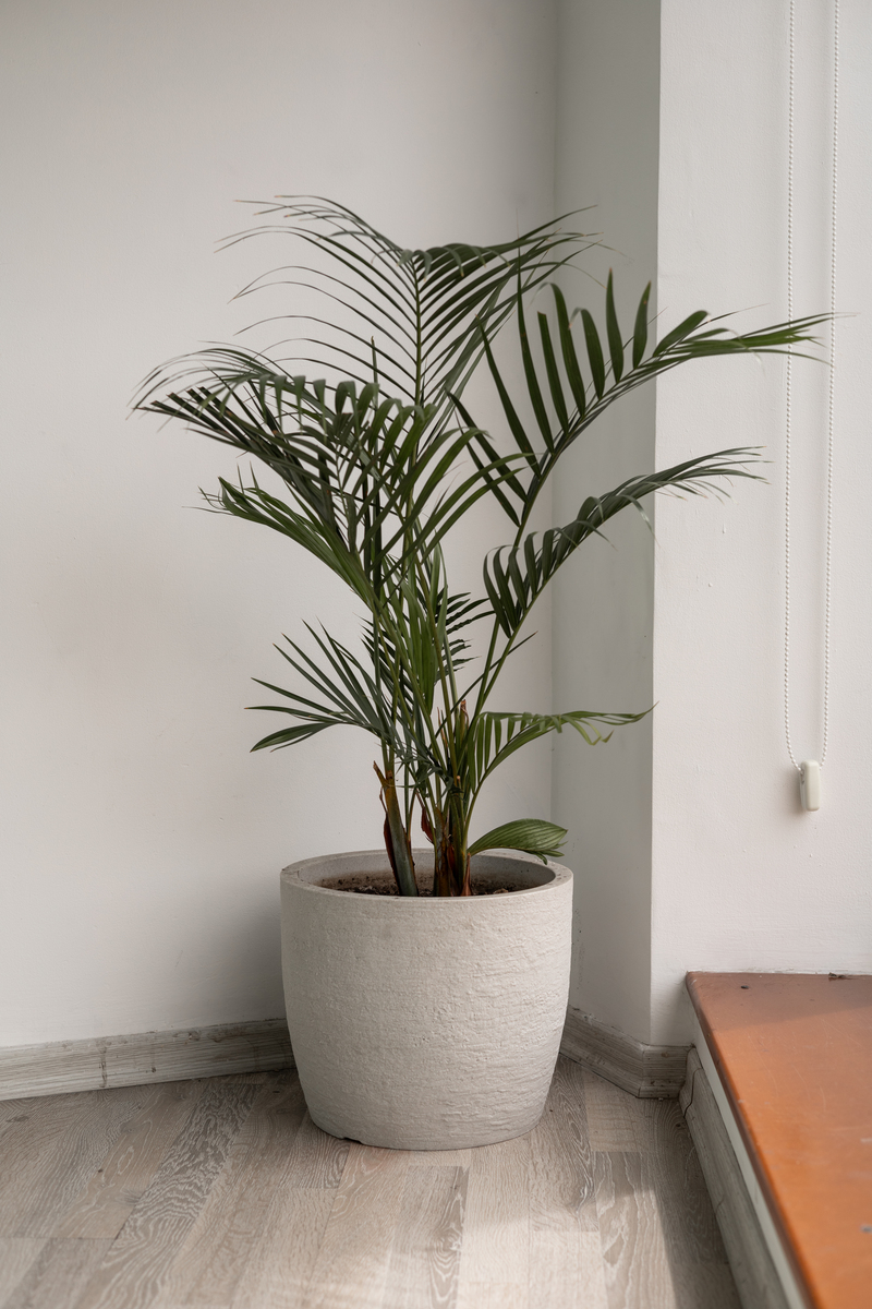 做一个金华万豪酒店盆栽绿植的摆放方案