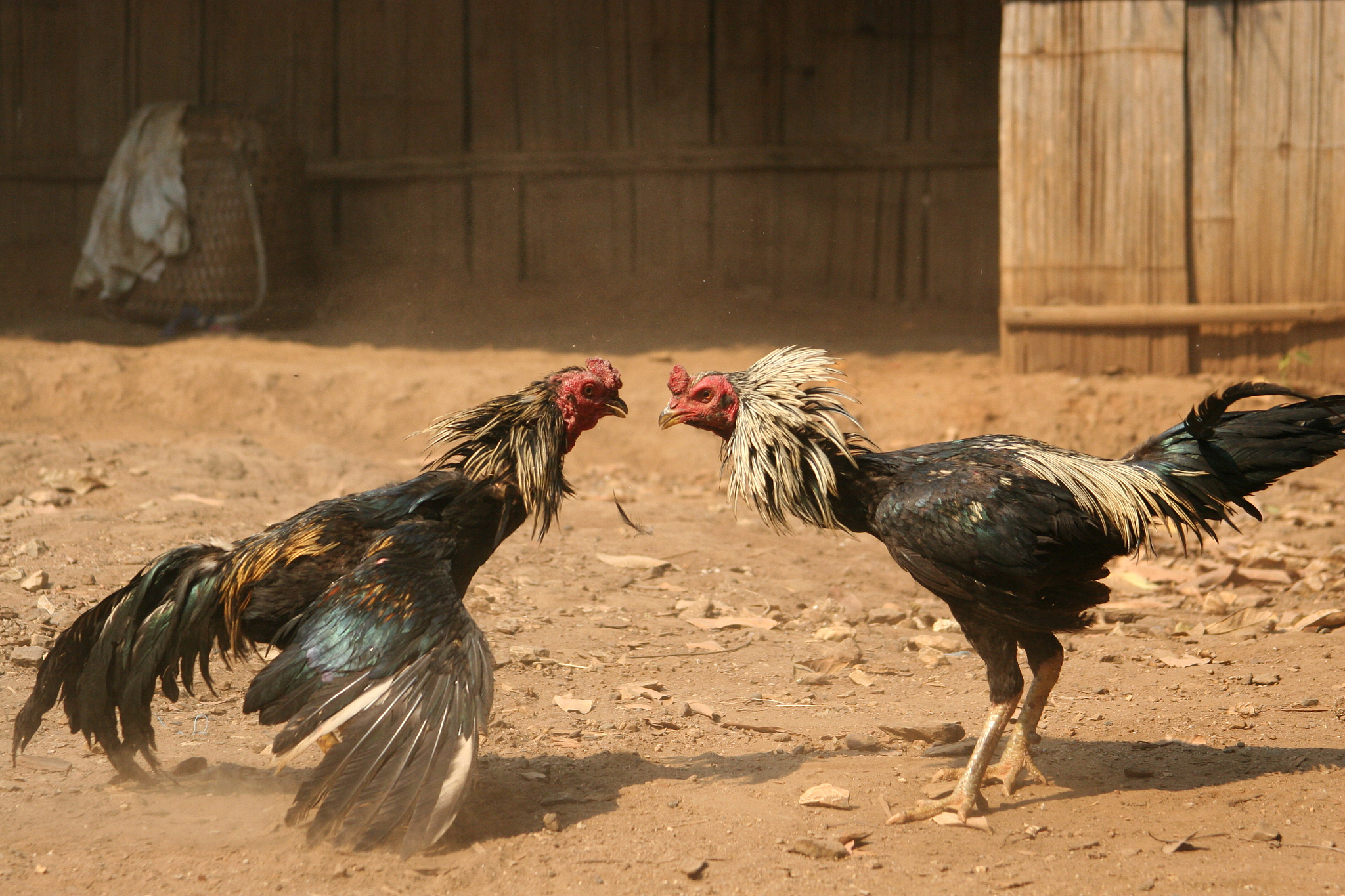 cock fight
