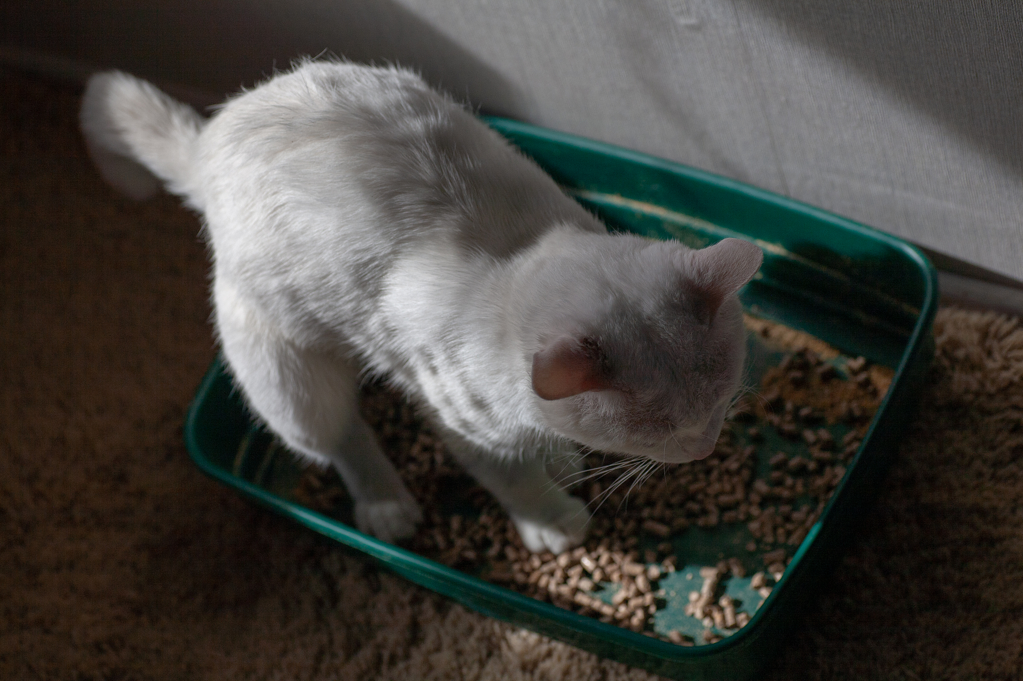 cat overweight constipated sick trying to go to the bathroom