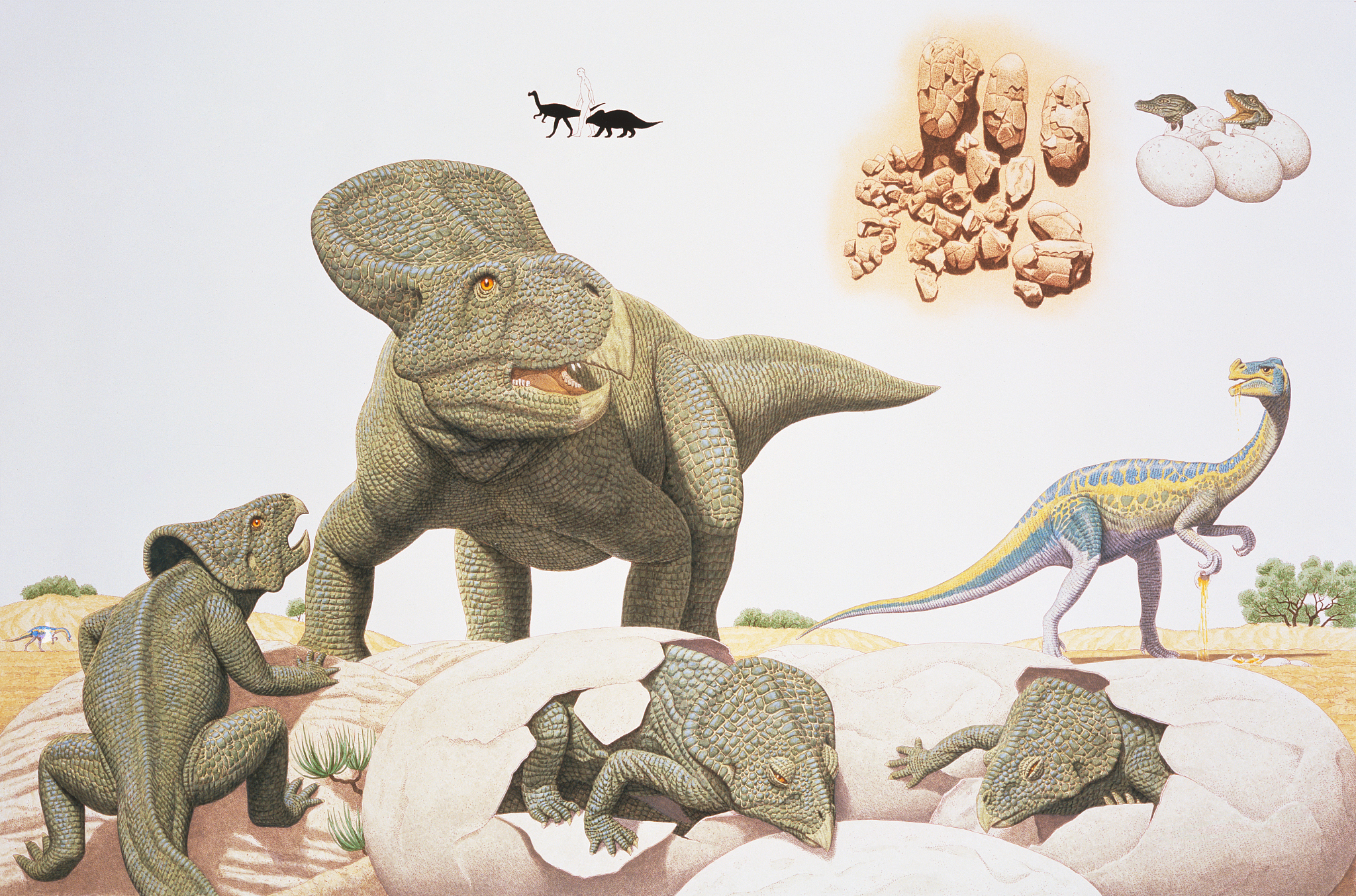 protoceratops family, with young emerging from eggs