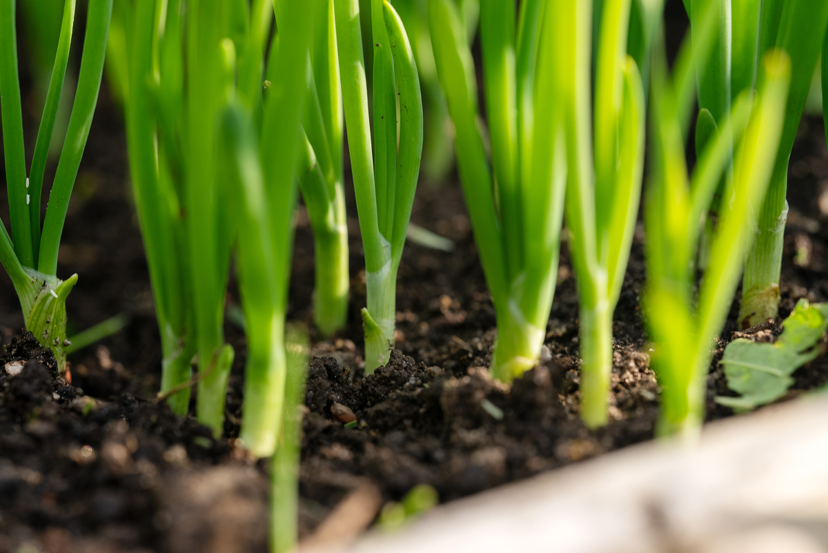 大蒜怎么种出香葱 不用接嫁都可以是吗