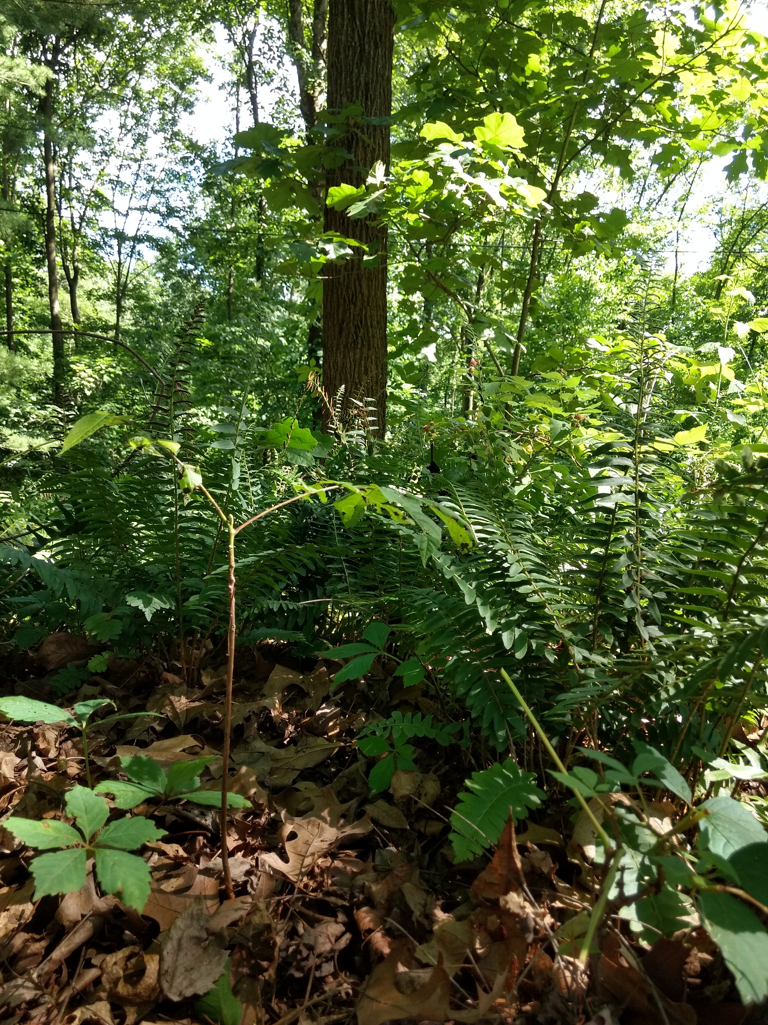 plants and tree
