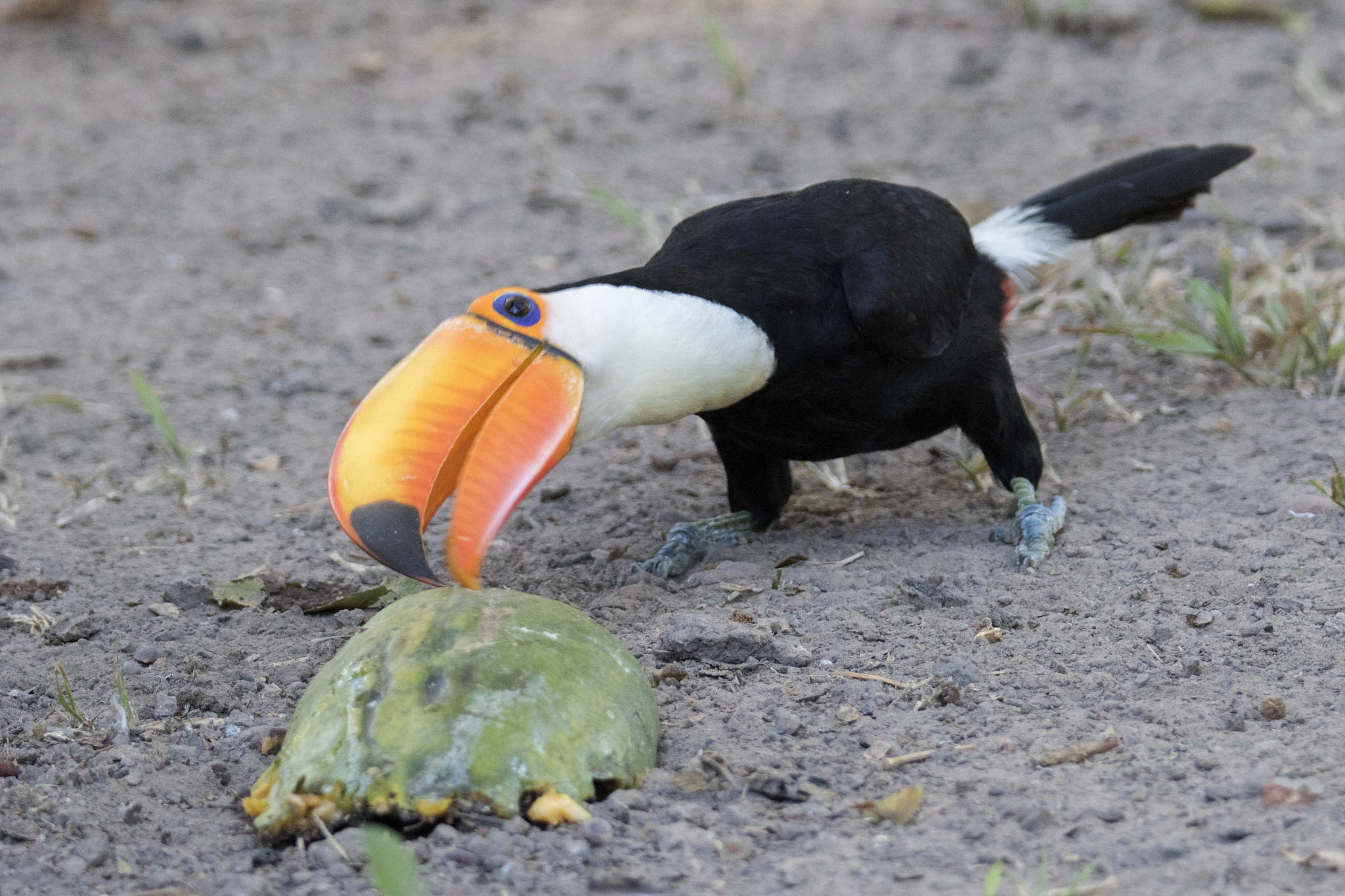 toco toucan eating fallen fruit
