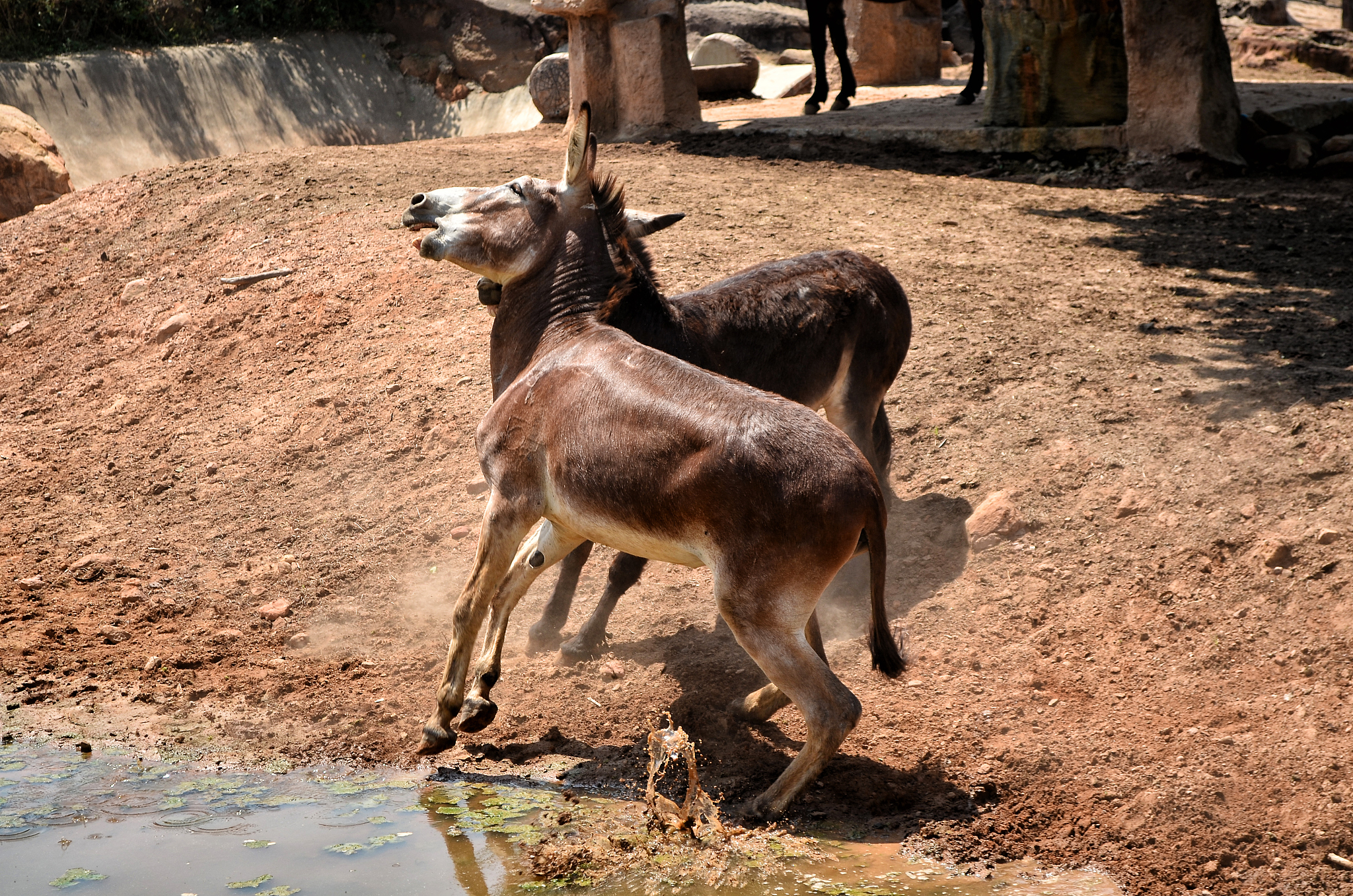 donkey fight