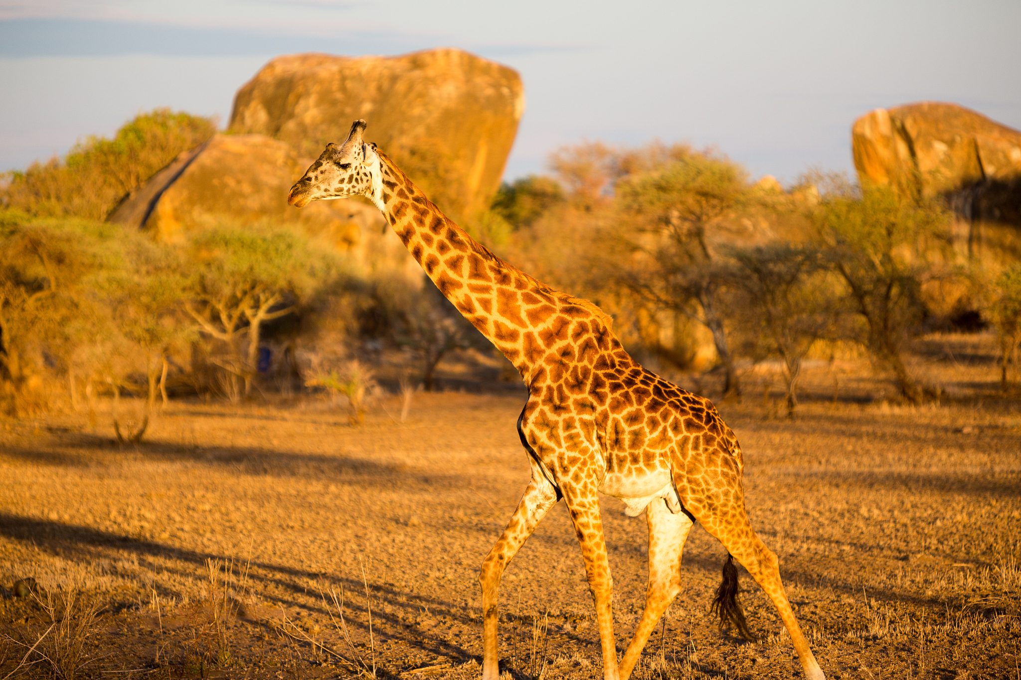 giraffe