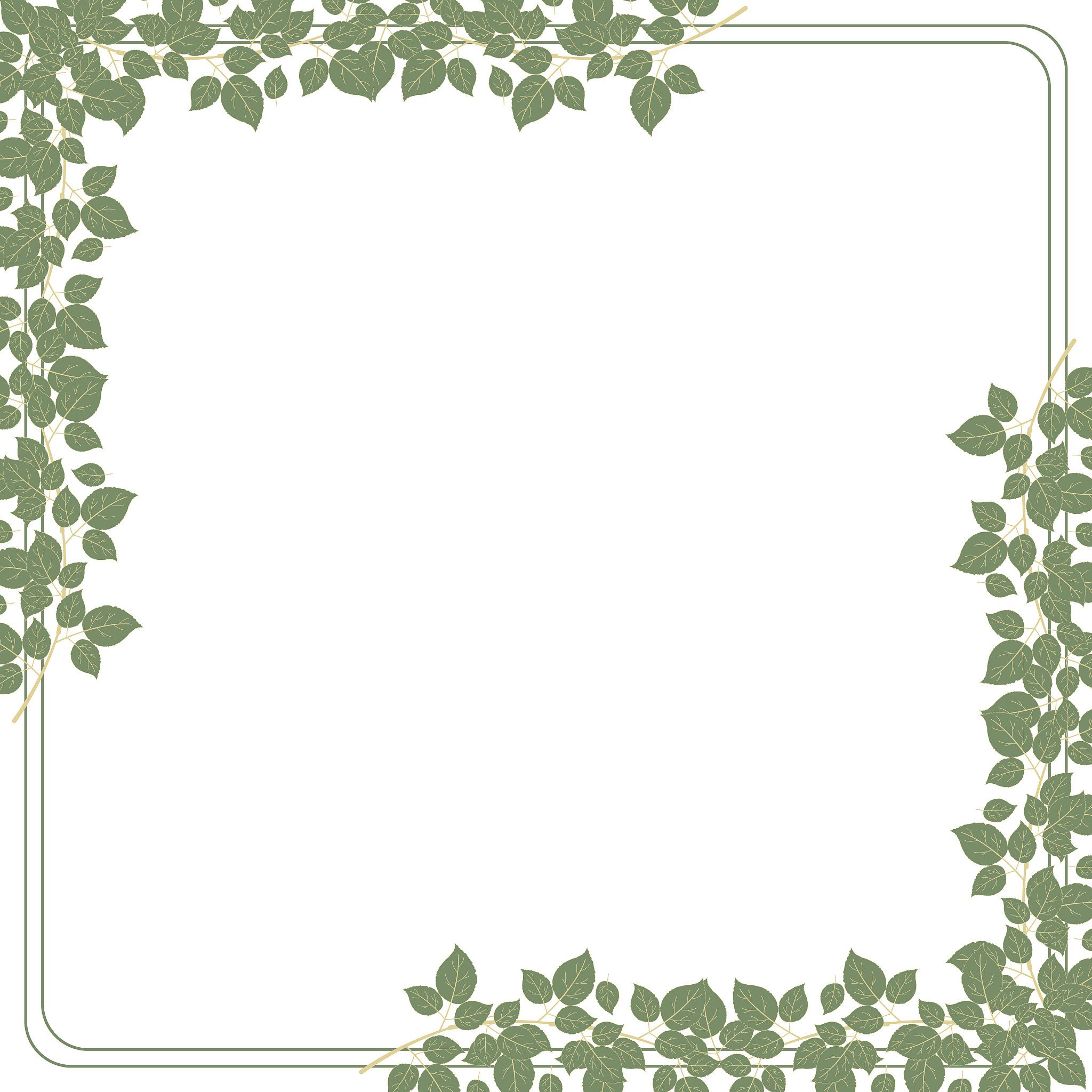green raspberry leaves are collected in a frame on a white backg