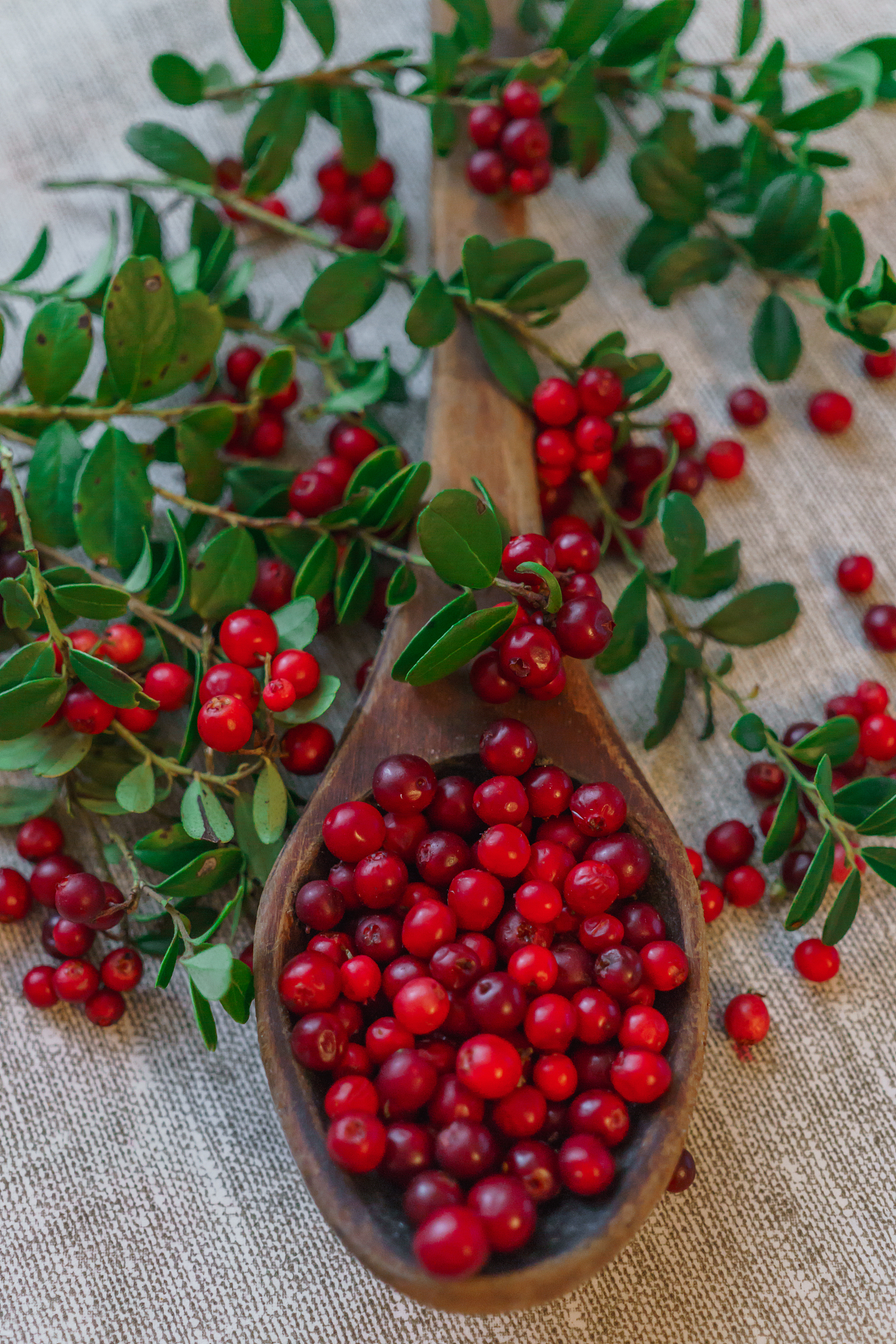 berries of red lingonberry in a wooden spoon, along with twigs, 