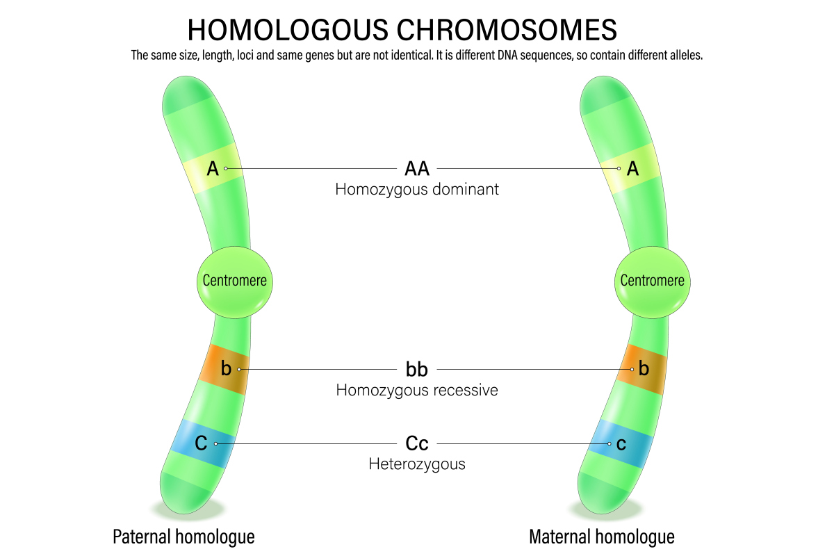 mitochondria-ROS--T-cell-activation