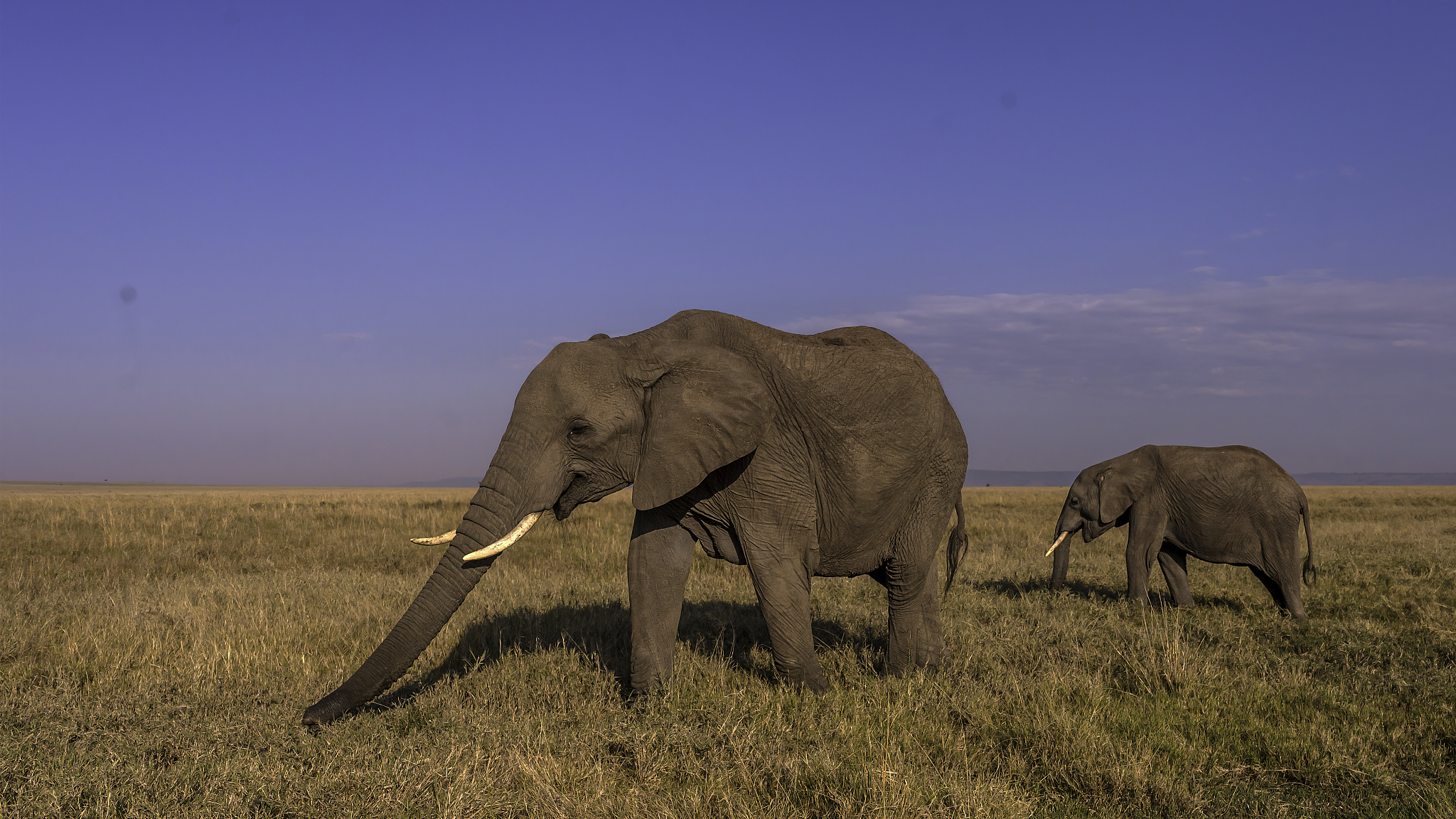 african elephant herd  grazing in masai mara savannah after sunr