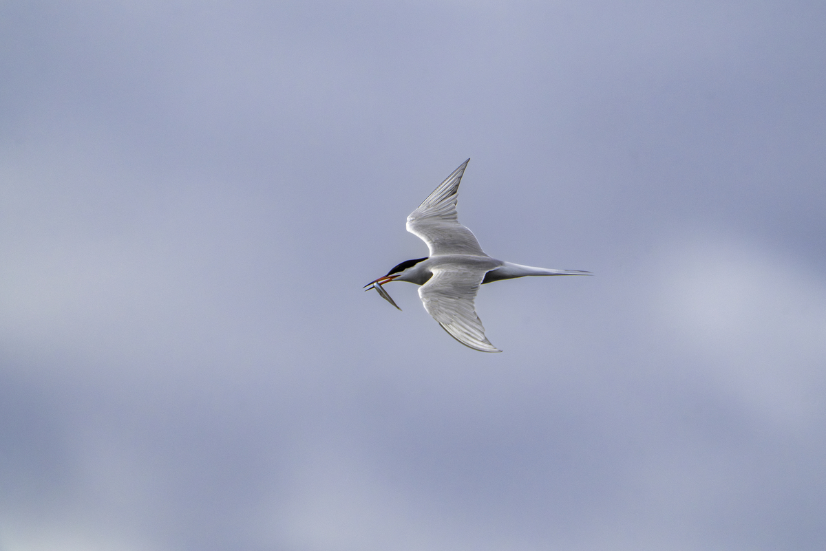 小燕子横掠湖面：优美姿态与活力四射的飞行