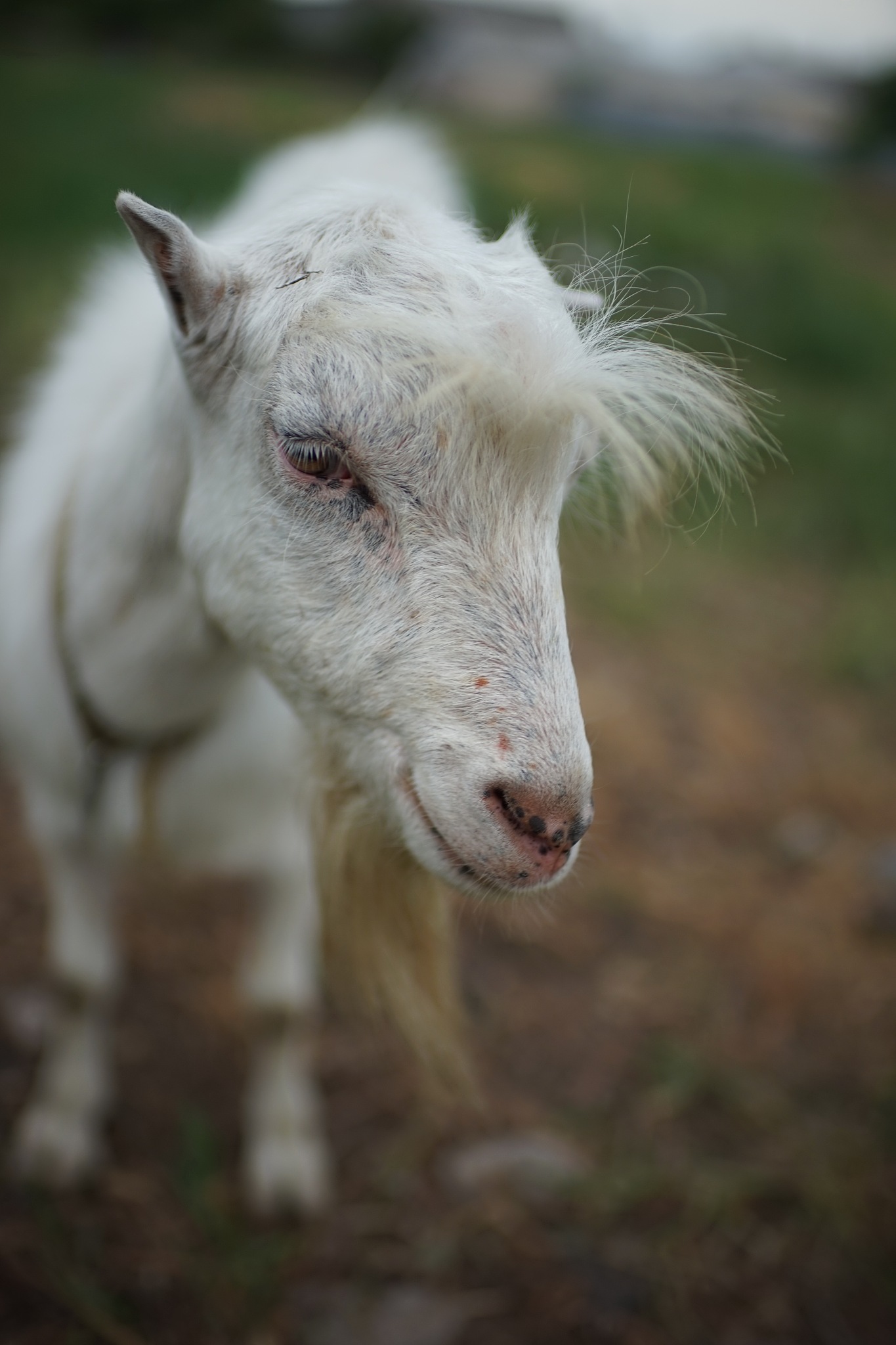 根据以下内容写出一条30字的短视频原创标题：尼日利亚矮山羊是世界上最小的羊。 1