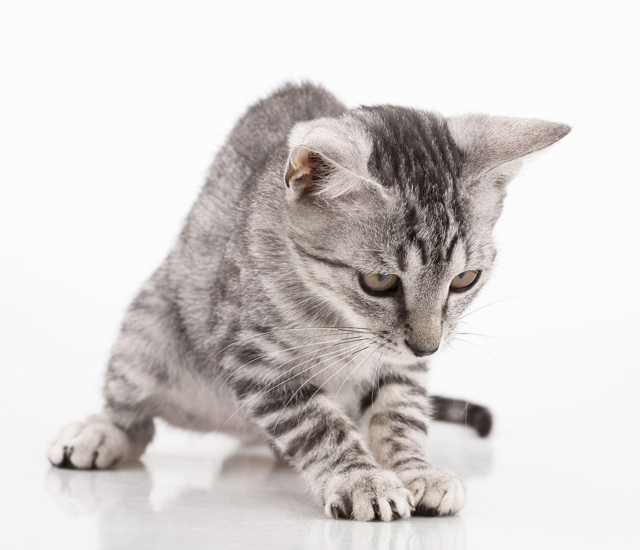 猫咪的10个谜语：解密你的毛茸茸朋友的想法