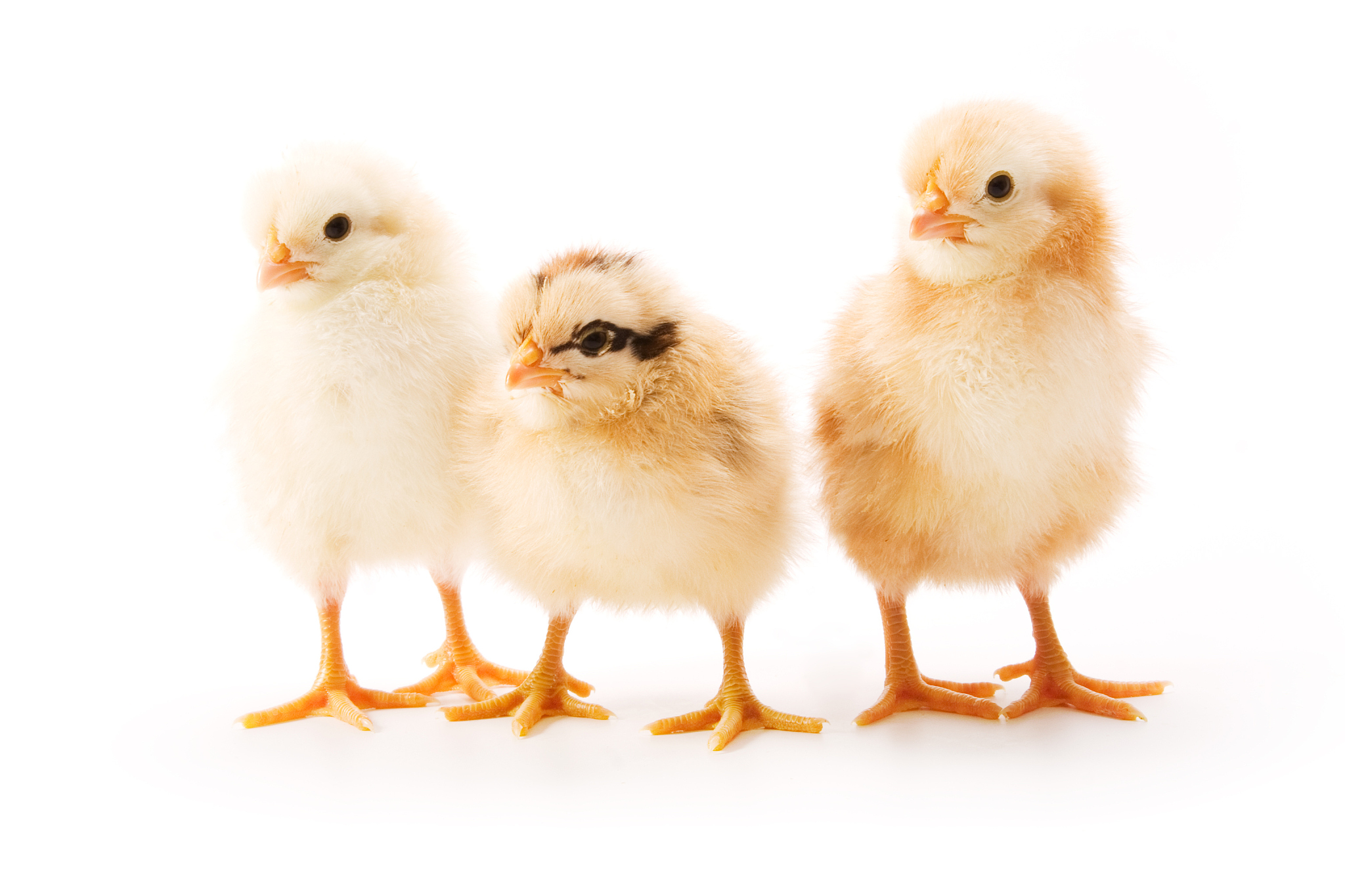 为什么鸡有翅膀却不会飞