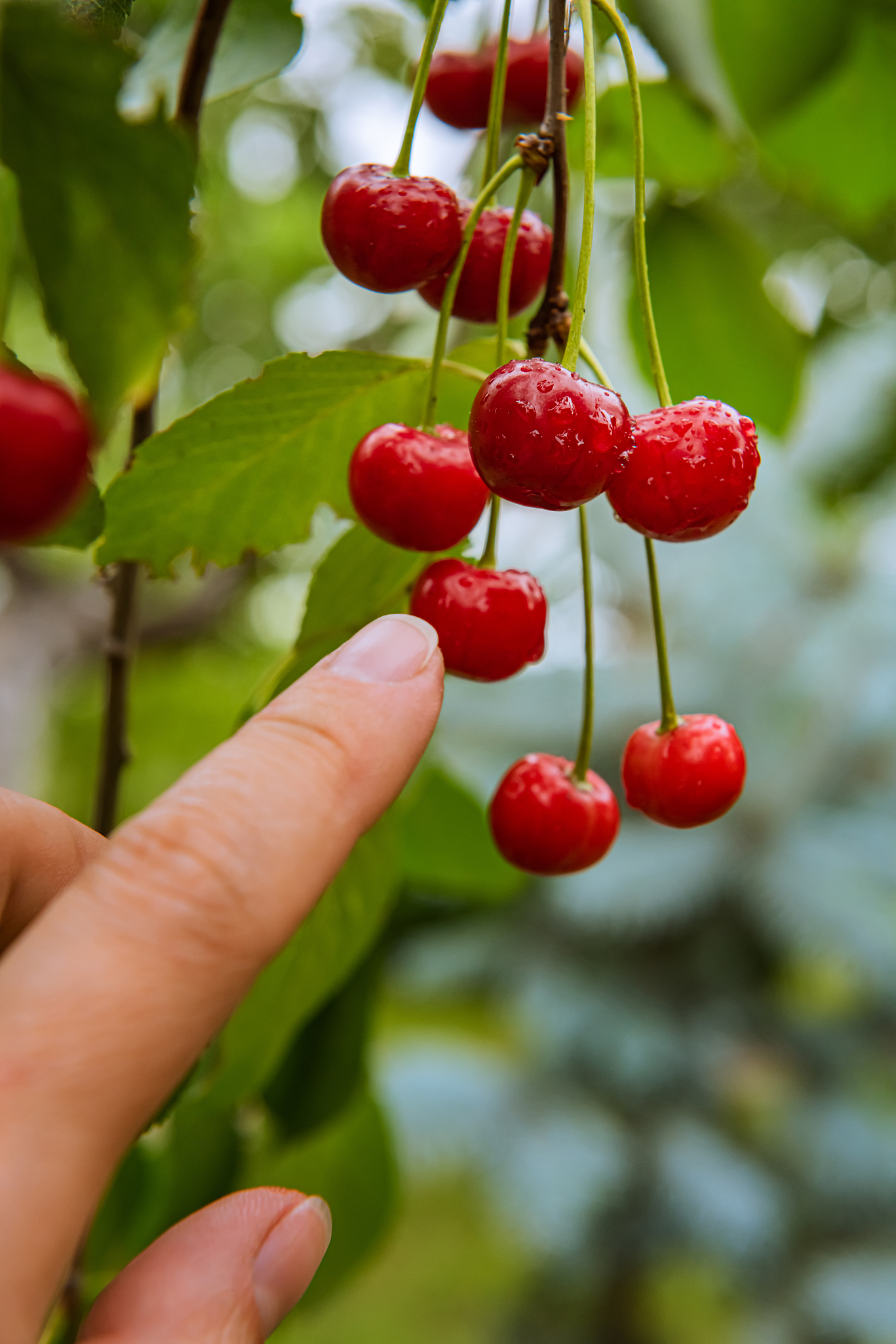 red cherries with human hand pointing at them